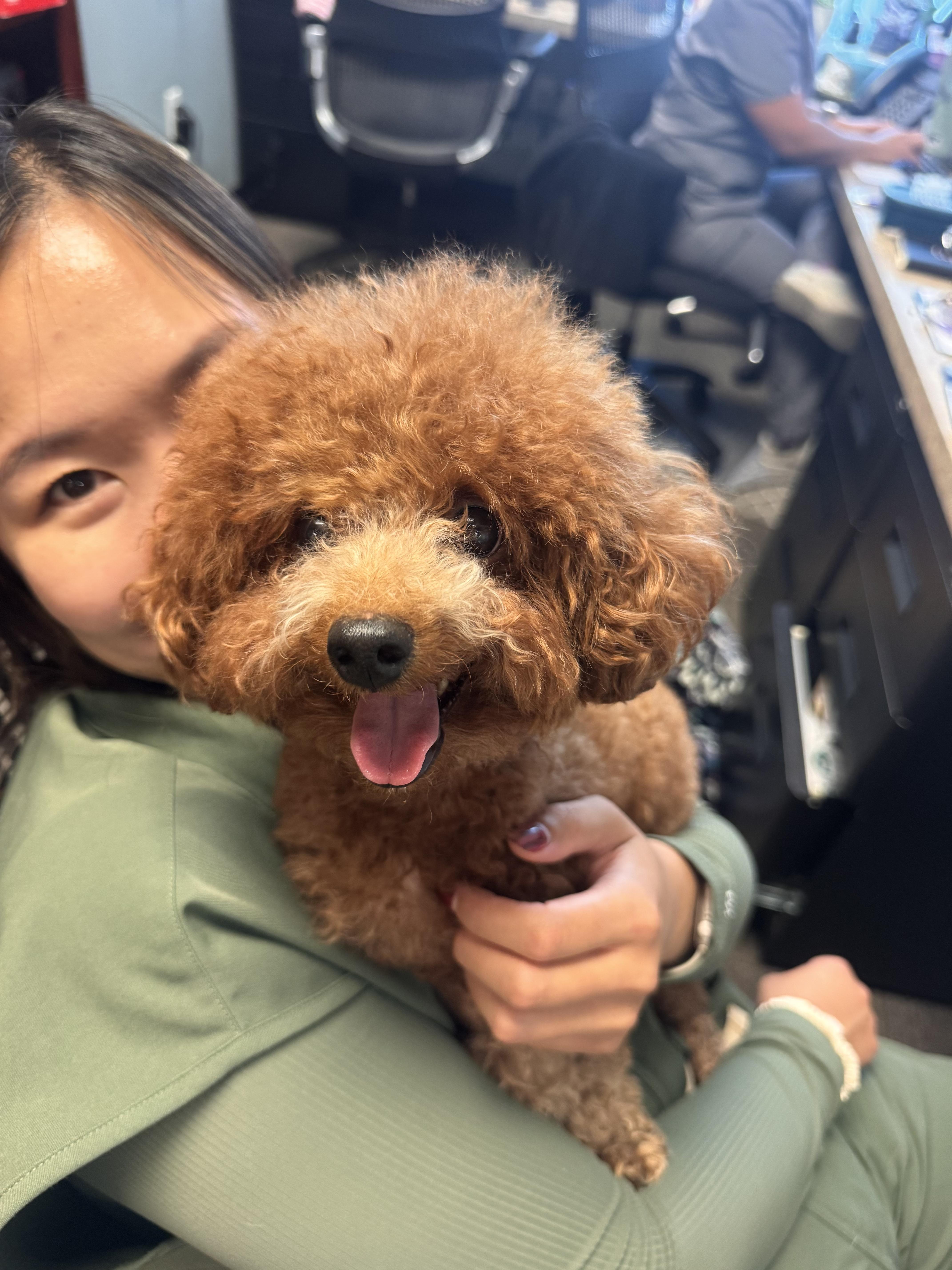Sasa, Adopted, Adult Female Miniature Poodle.