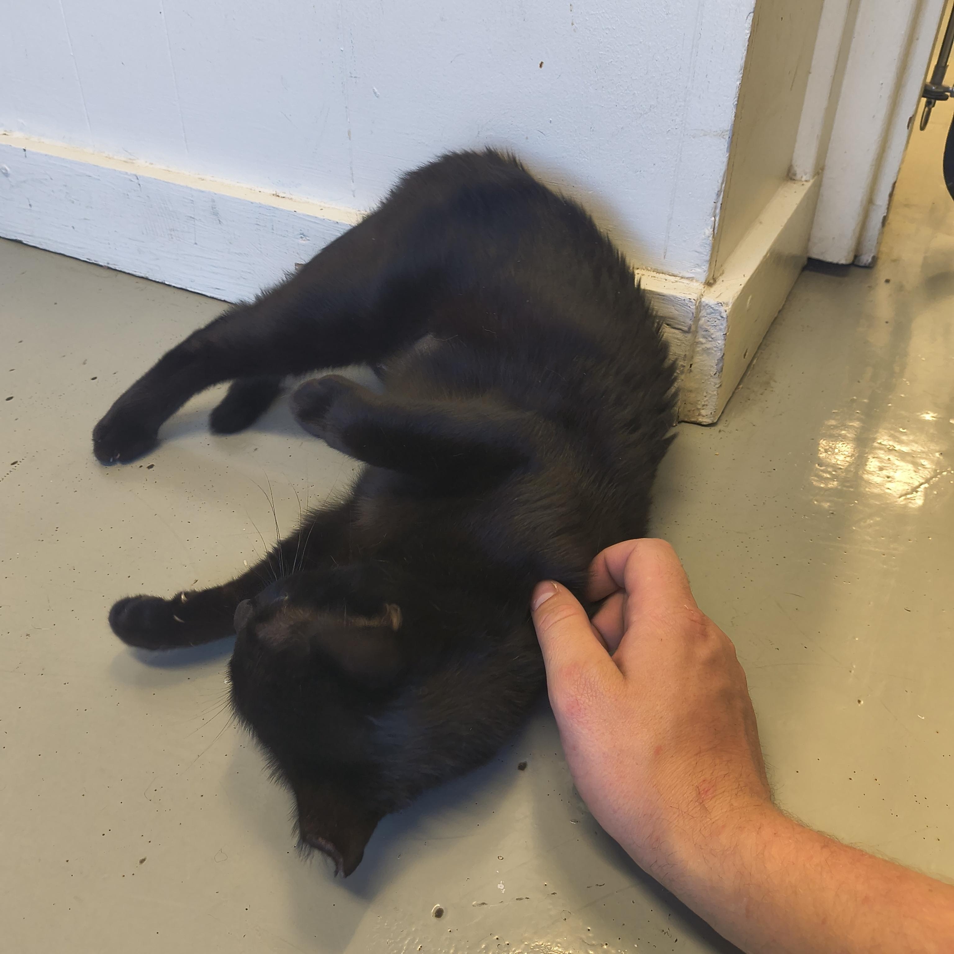 Enlarge Espresso, a ADOPTABLE Domestic Short Hair in Plano, TX image 6/6