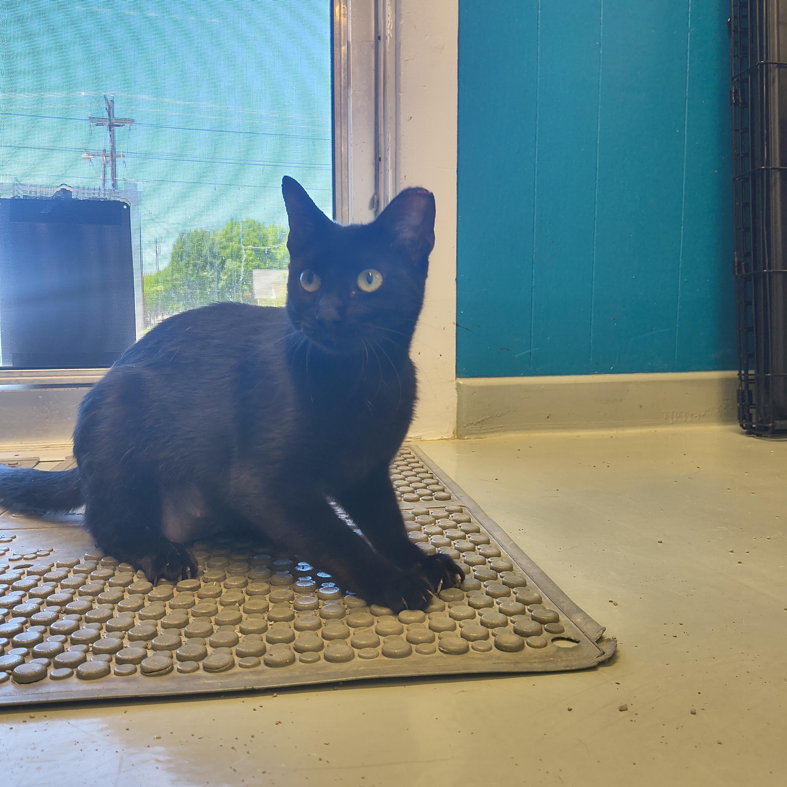 Enlarge Espresso, a ADOPTABLE Domestic Short Hair in Plano, TX image 1/6