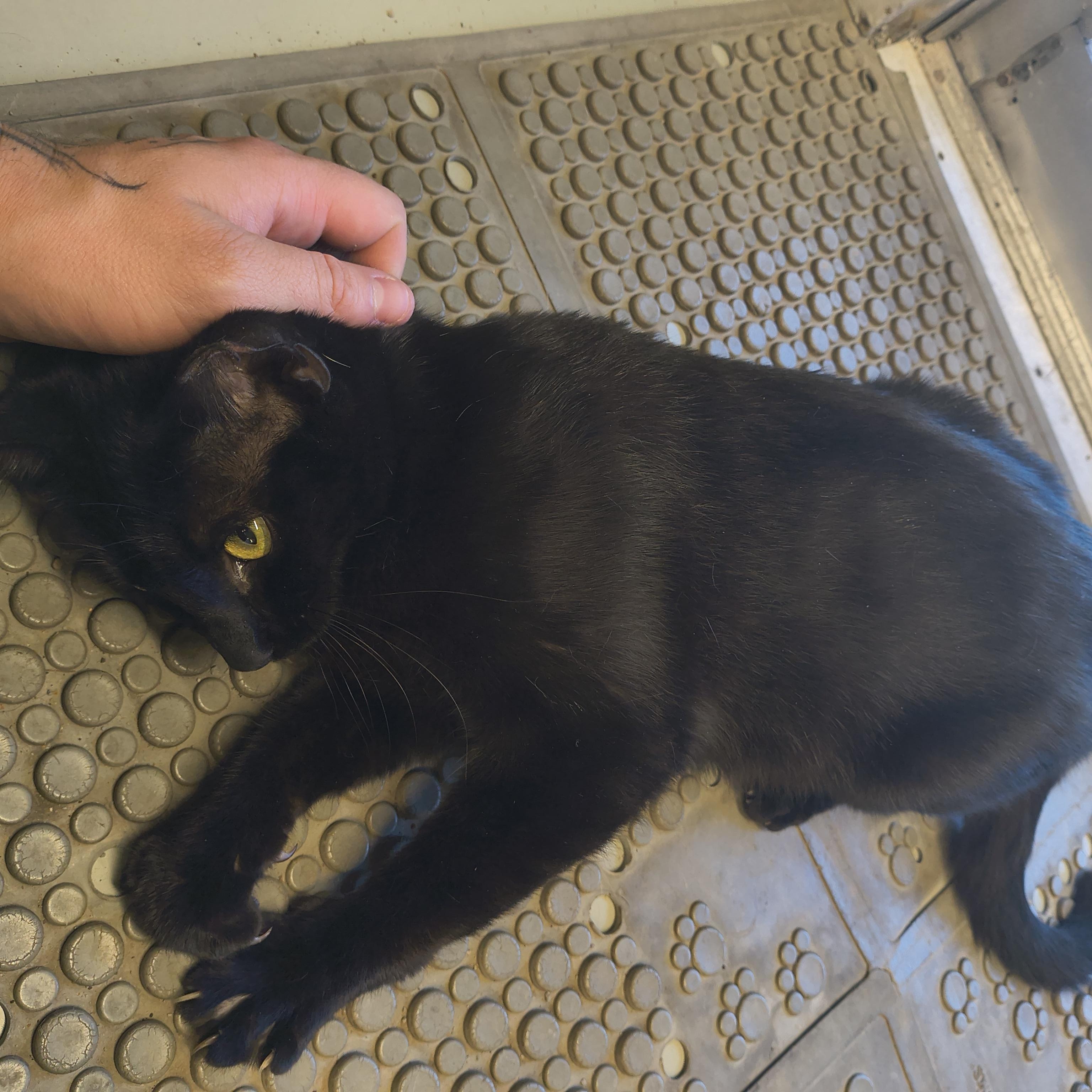 Enlarge Espresso, a ADOPTABLE Domestic Short Hair in Plano, TX image 2/6