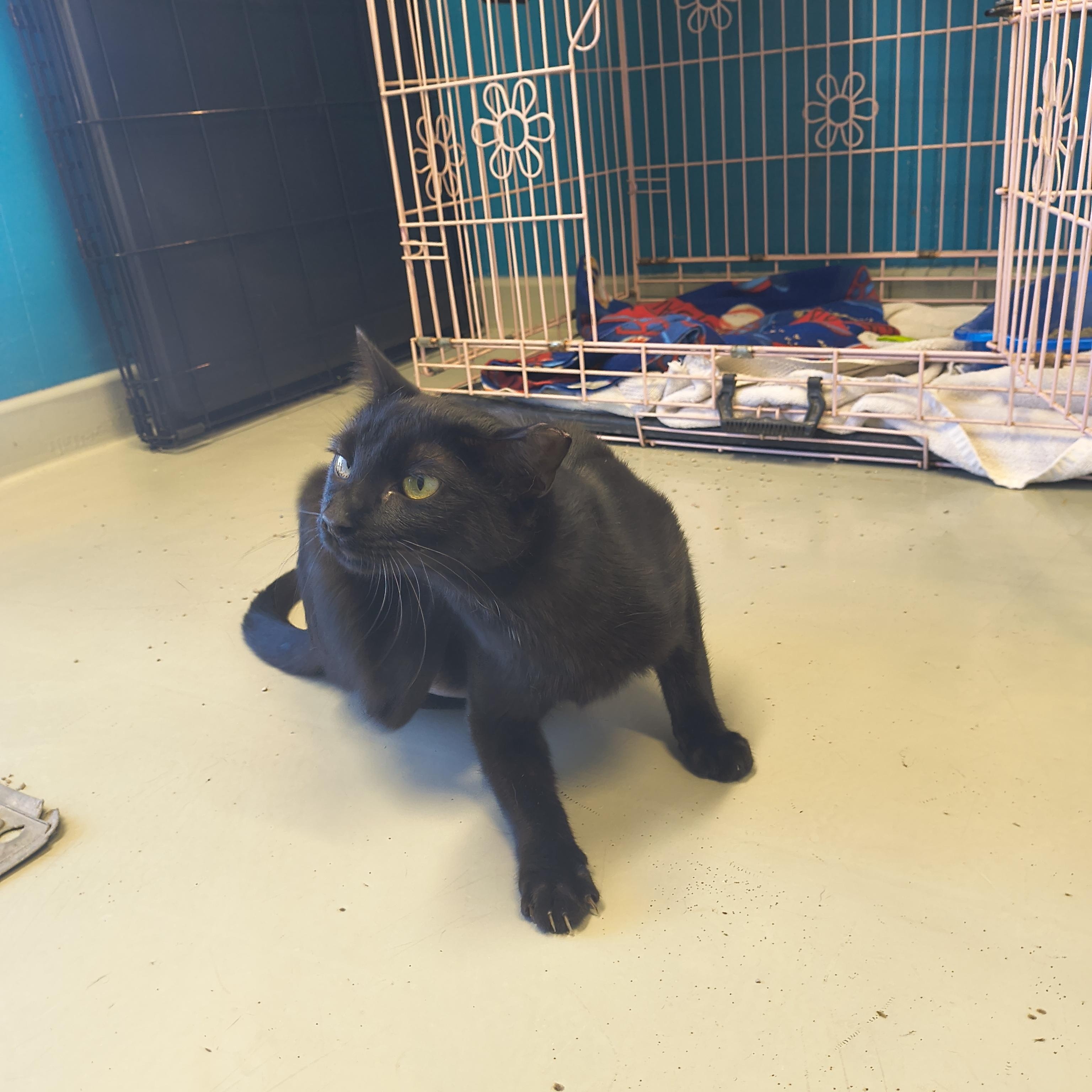 Enlarge Espresso, a ADOPTABLE Domestic Short Hair in Plano, TX image 3/6