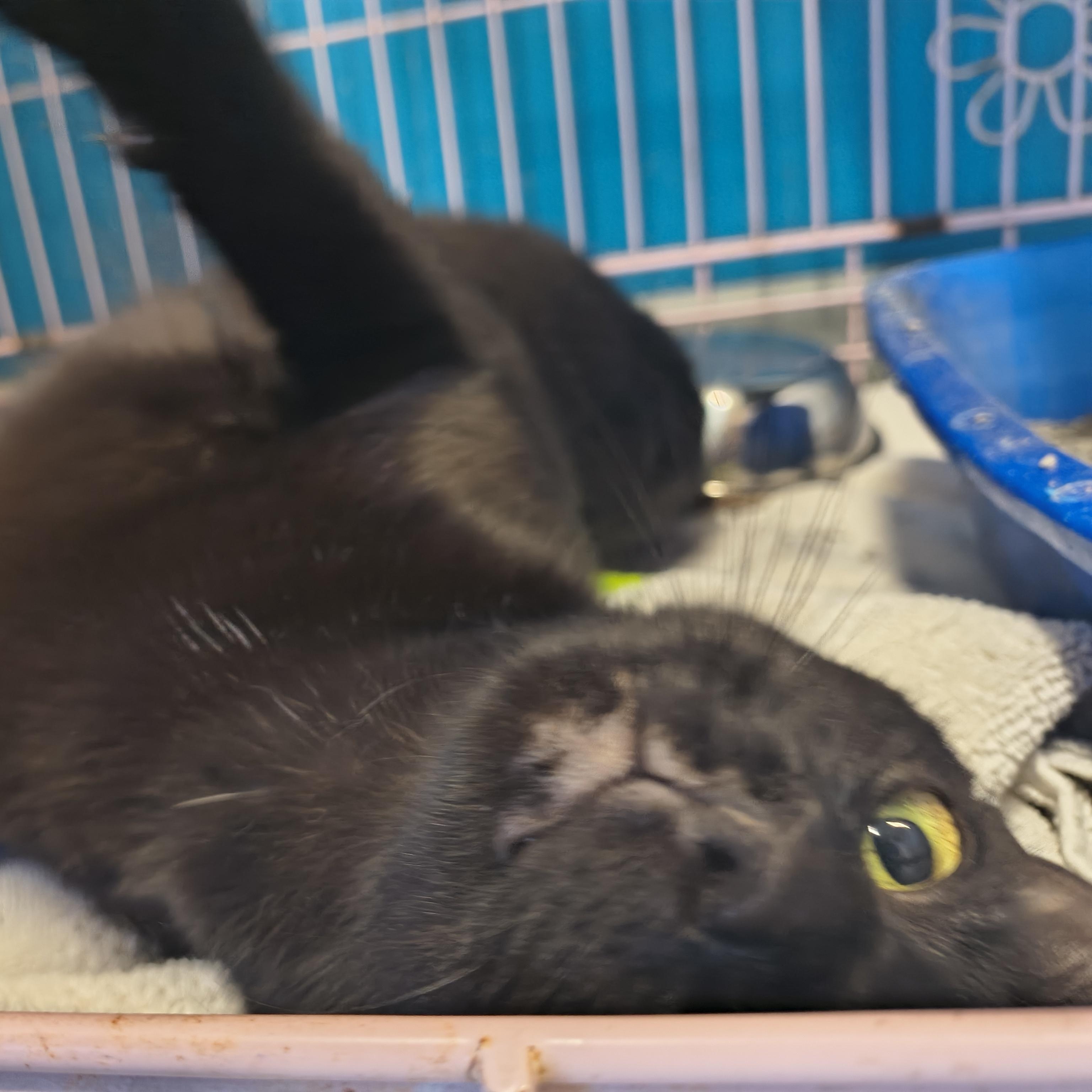 Enlarge Espresso, a ADOPTABLE Domestic Short Hair in Plano, TX image 5/6