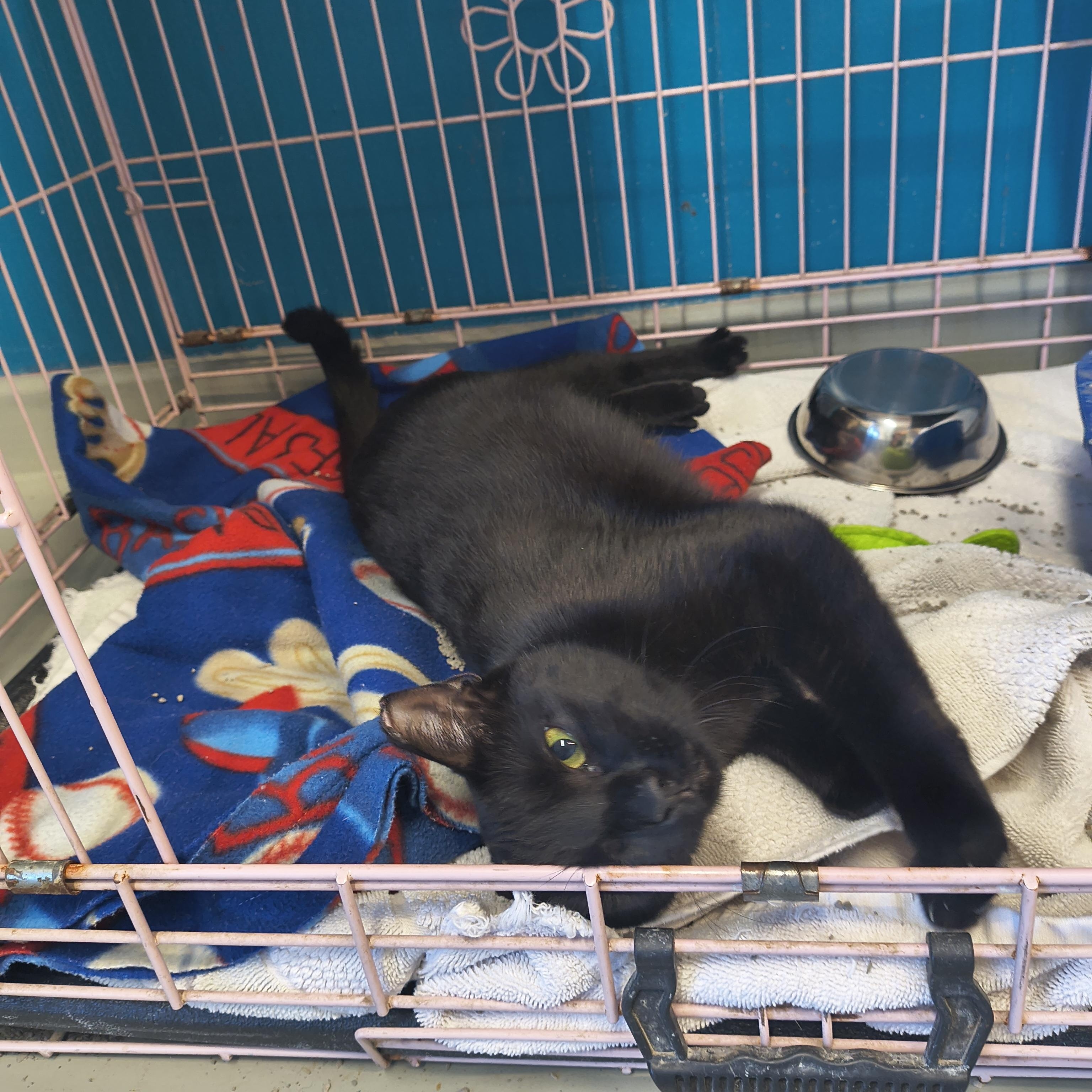 Enlarge Espresso, a ADOPTABLE Domestic Short Hair in Plano, TX image 4/6