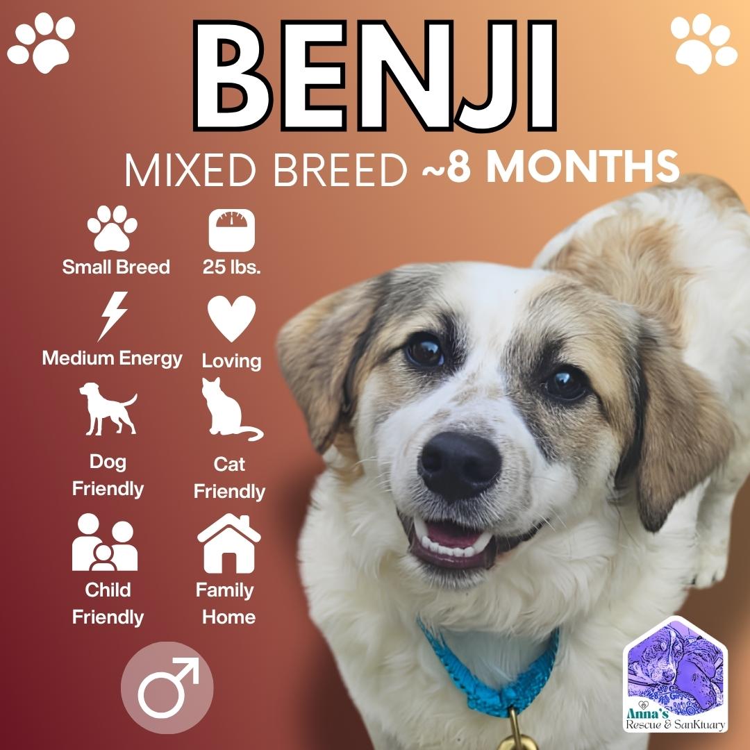 Benji, Adoptable, Young Male Mixed Breed.