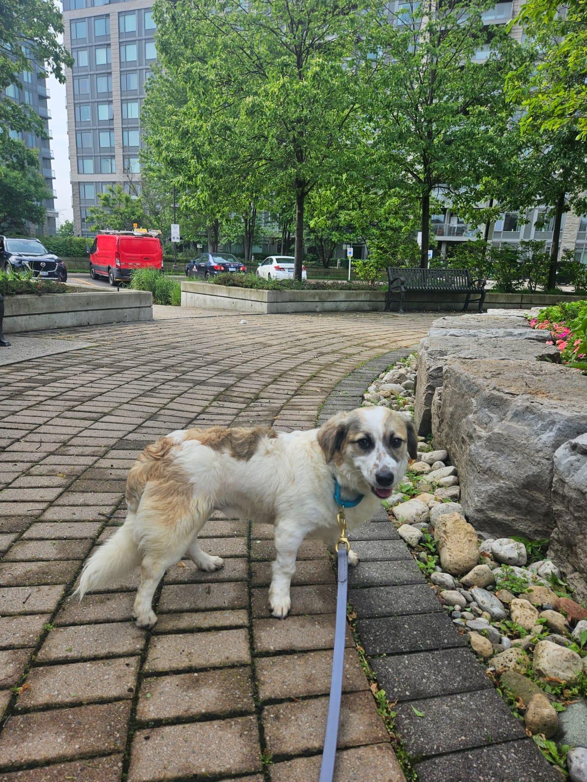 Enlarge Benji, a Adoptable mixed breed in Aurora, ON image 2/6