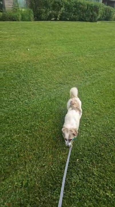 Enlarge Benji, a Adoptable mixed breed in Aurora, ON video 3/6