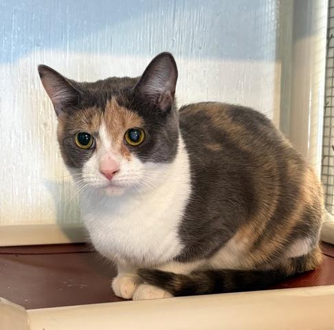 Enlarge Sprout, a Adoptable Dilute Calico in Stanstead, QC image 4/6
