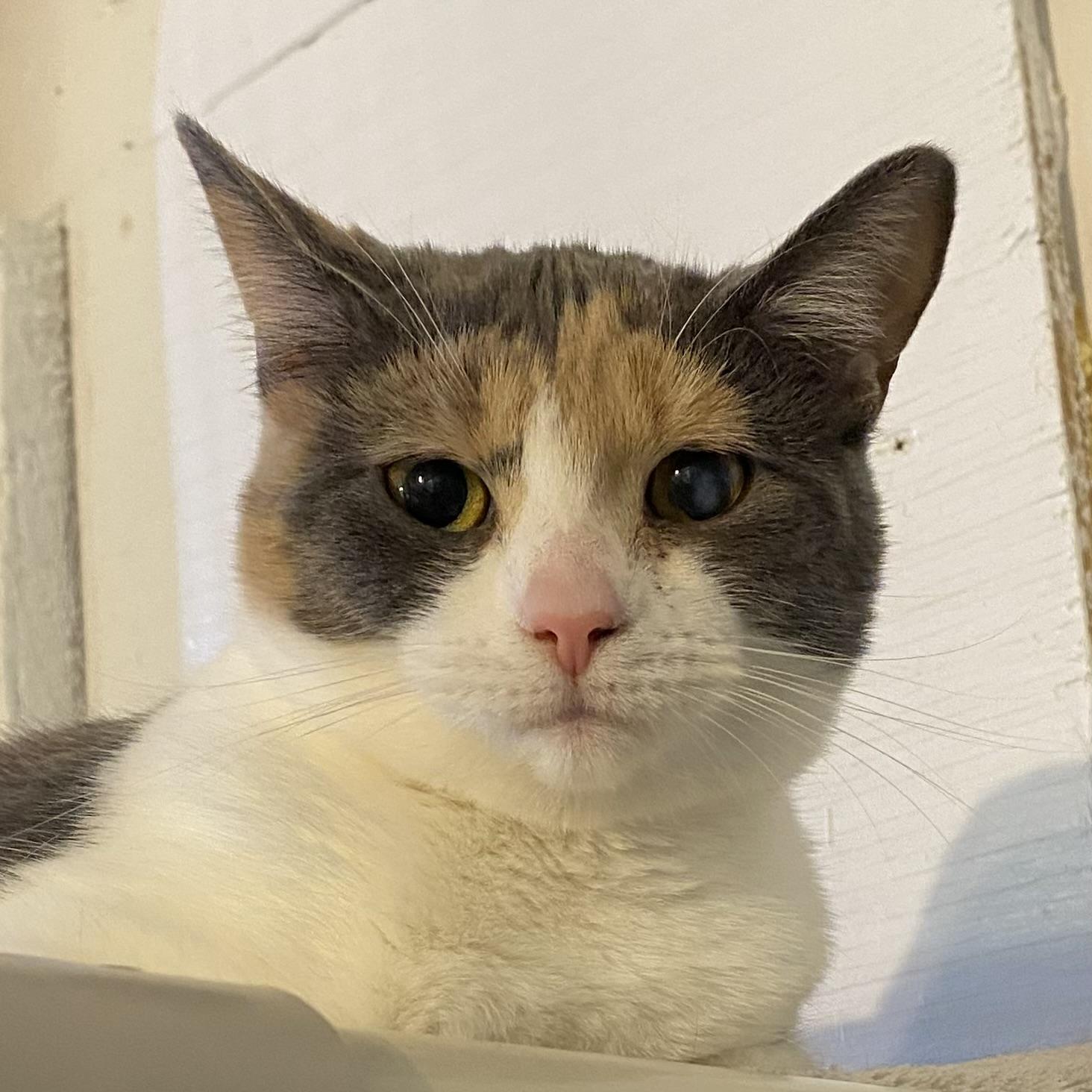 Gigi, Adoptable, Kitten Female Dilute Calico.