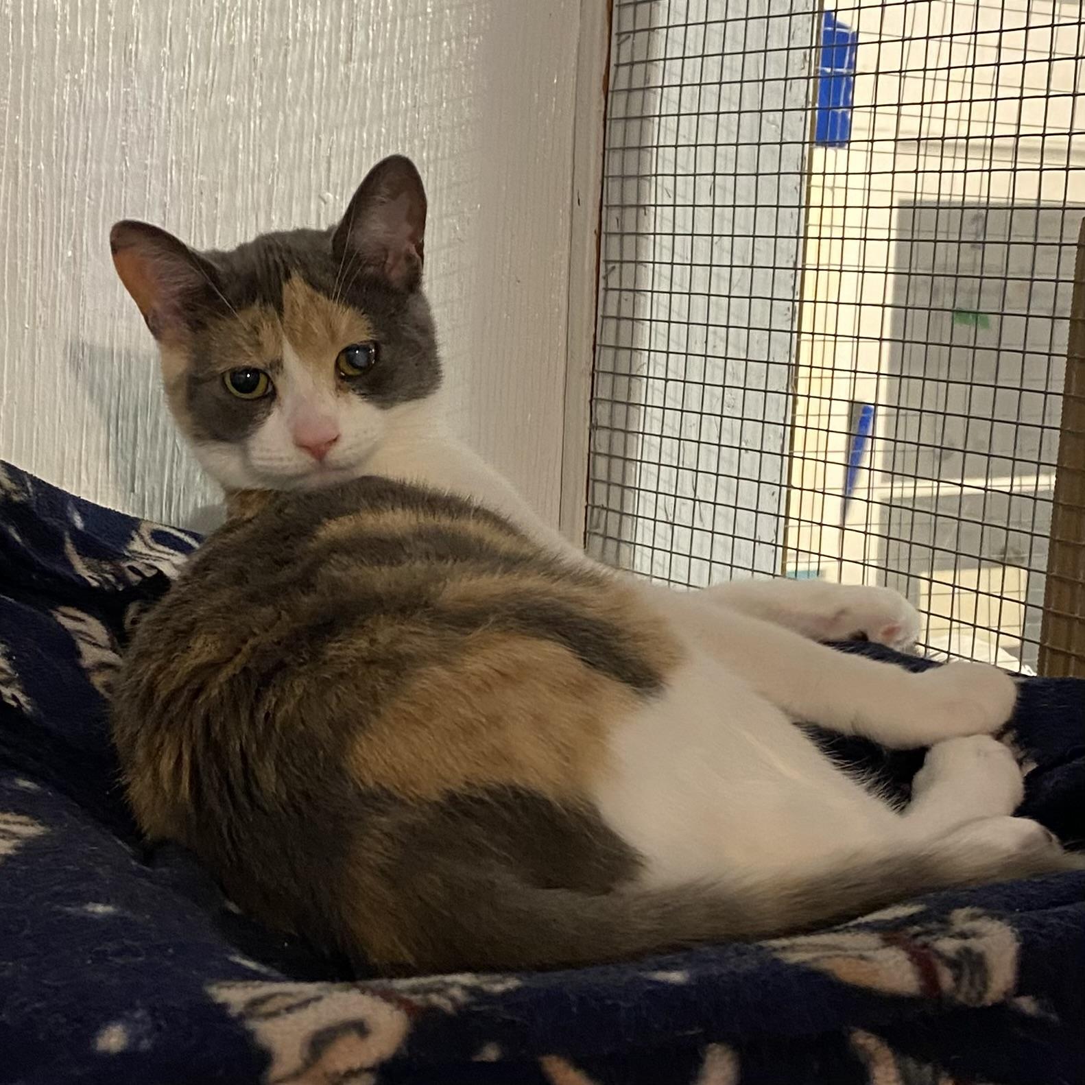 Gigi, Adoptable, Kitten Female Dilute Calico.