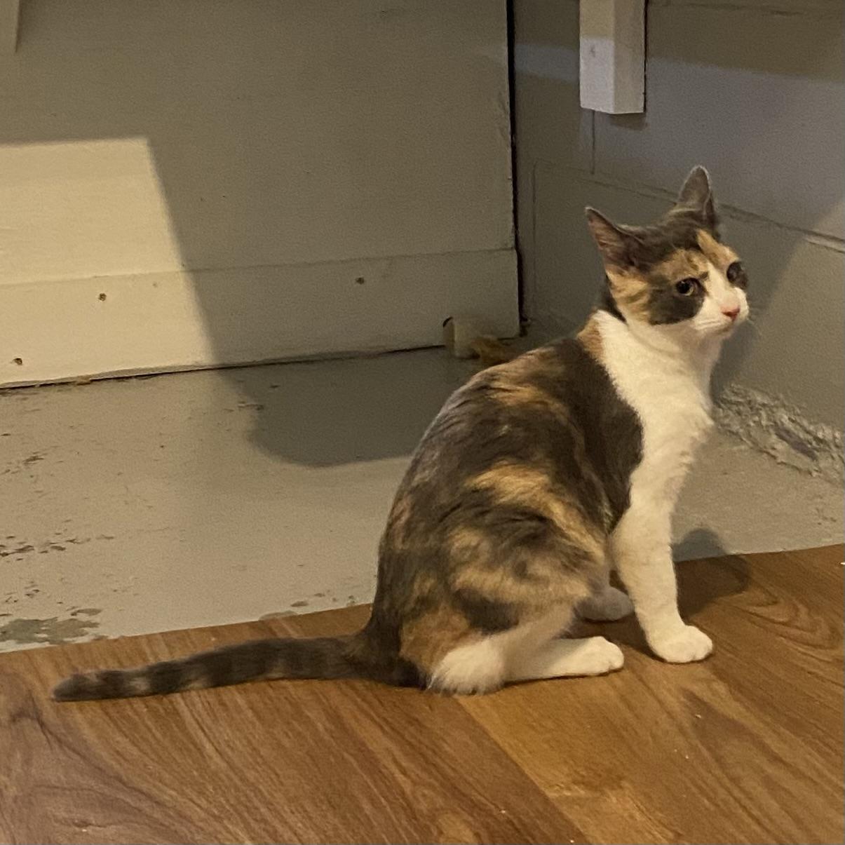 Enlarge Gigi, a Adoptable Dilute Calico in Stanstead, QC image 2/4