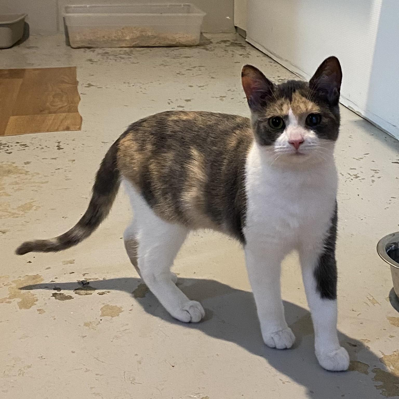 Gigi, a Adoptable Dilute Calico in Stanstead, QC image 4/5