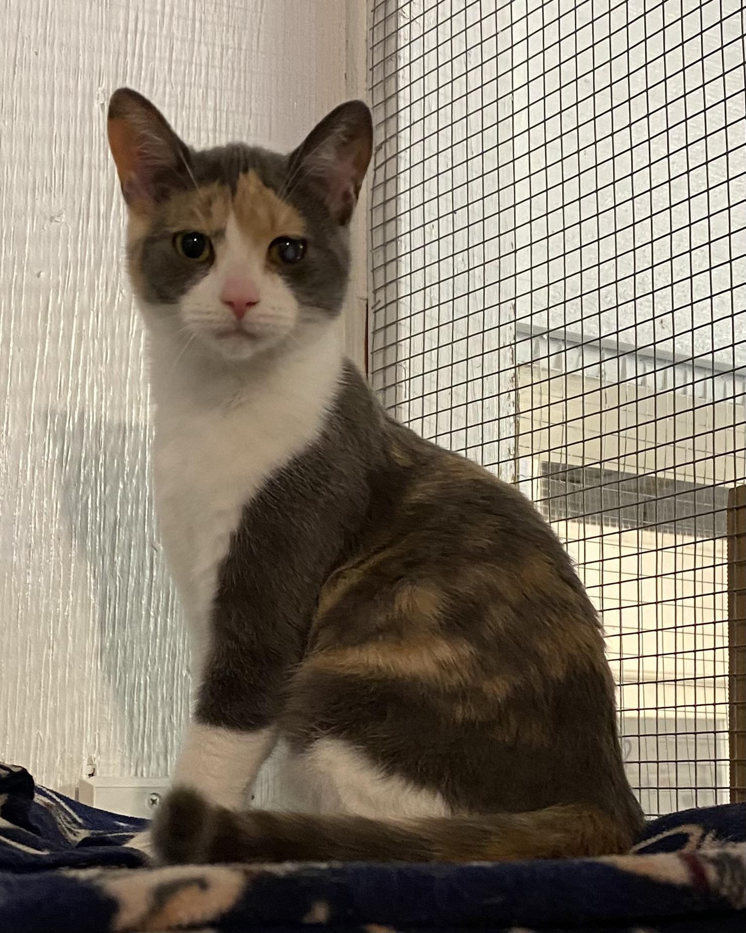 Gigi, a Adoptable Dilute Calico in Stanstead, QC image 5/5