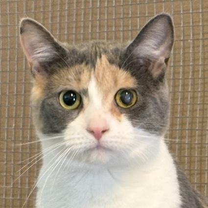 Enlarge Sprout, a Adoptable Dilute Calico in Stanstead, QC image 1/6