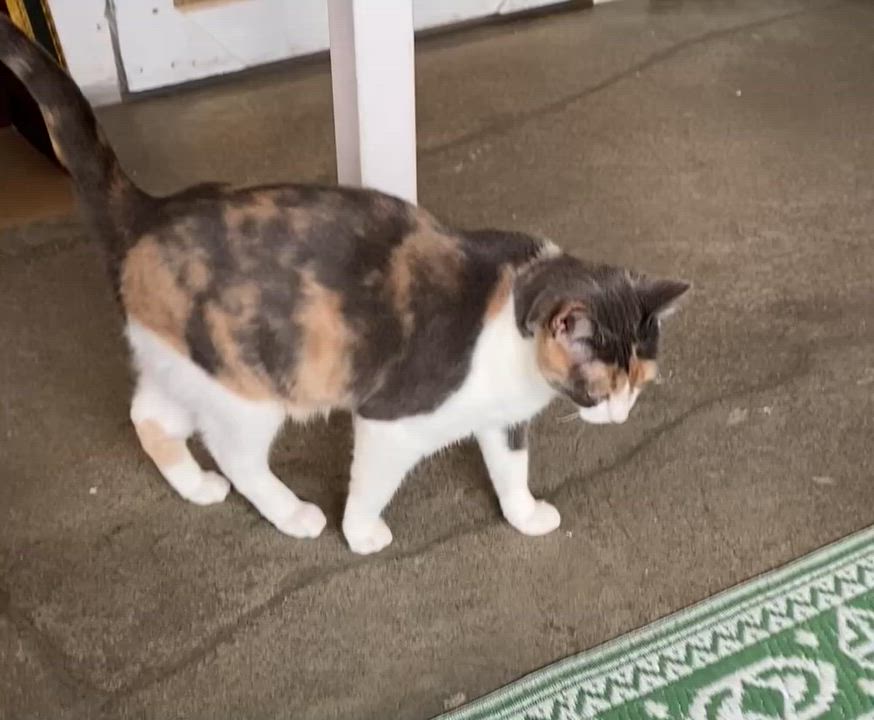 Enlarge Sprout, a Adoptable Dilute Calico in Stanstead, QC video 2/6
