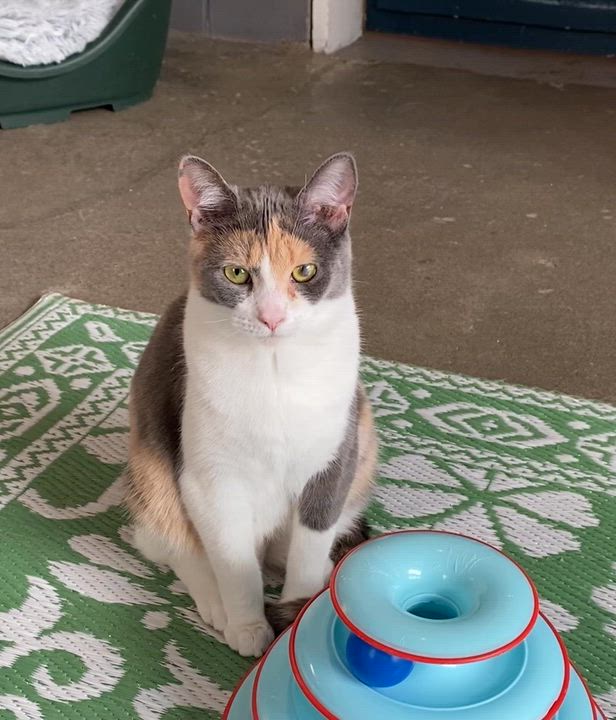 Enlarge Sprout, a Adoptable Dilute Calico in Stanstead, QC video 3/6