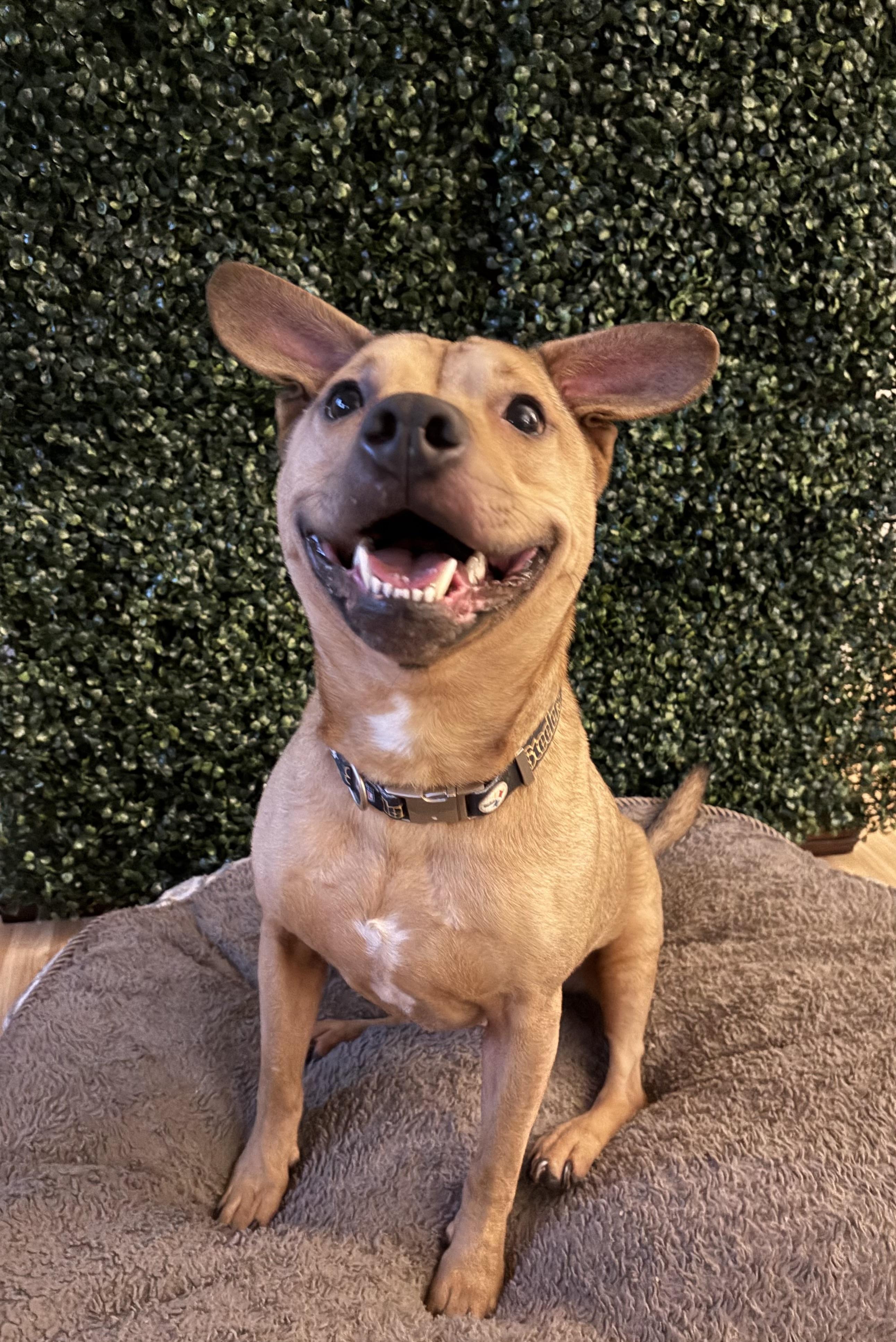 Enlarge Donny, a Adoptable Mixed Breed in Pittsburgh, PA image 1/6