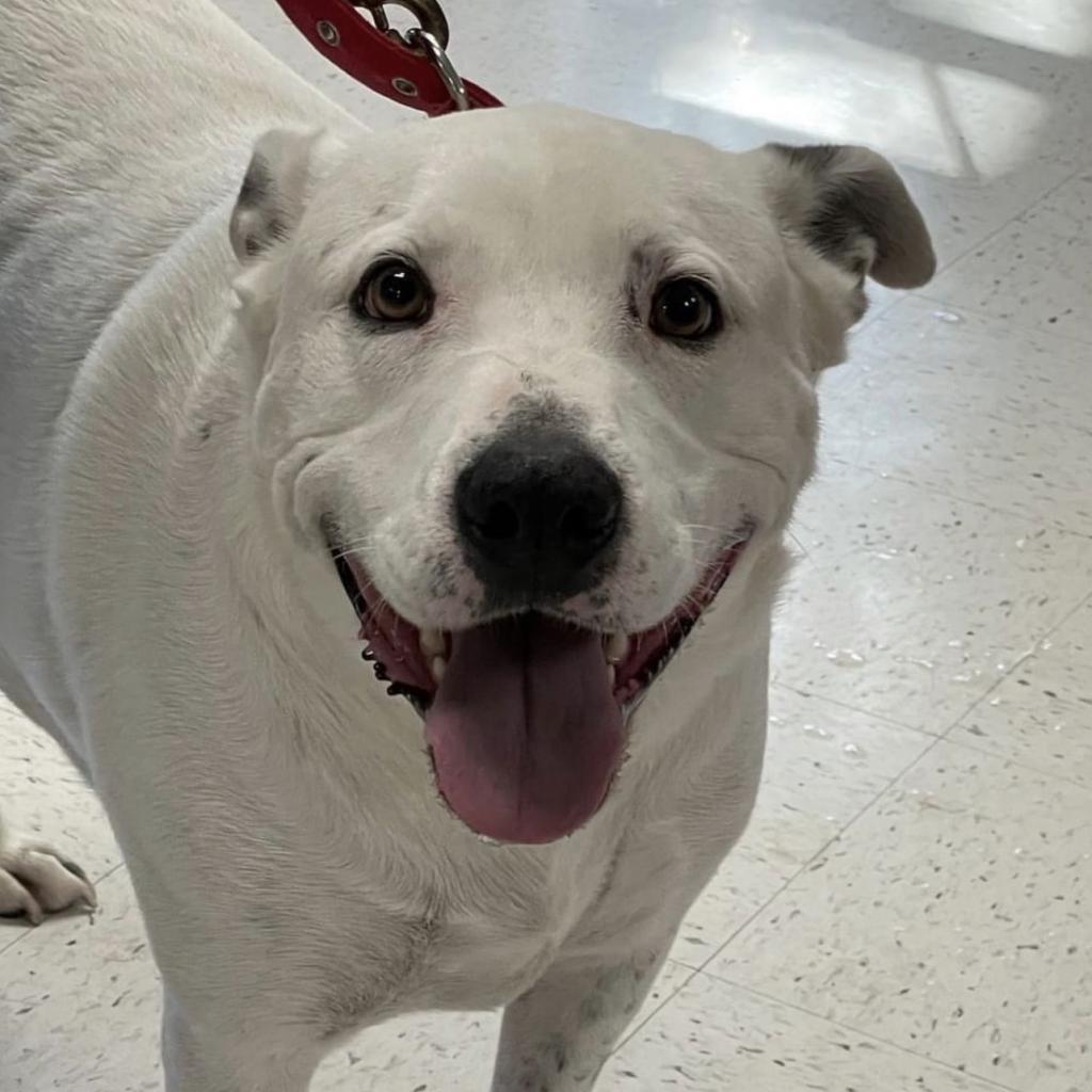 Enlarge Teddy, a Adoptable mixed breed in Weatherford, TX image 1/3