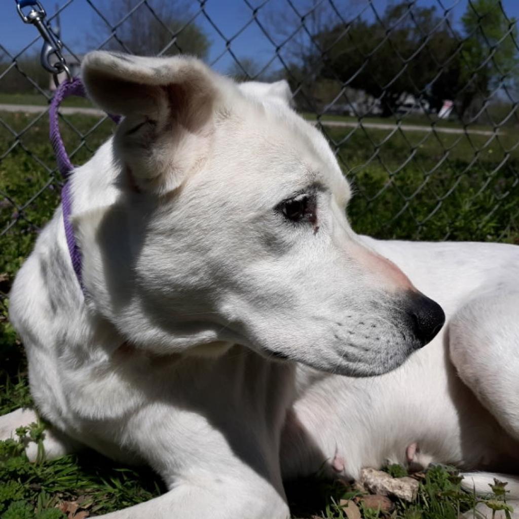 Enlarge Teddy, a Adoptable mixed breed in Weatherford, TX image 2/3