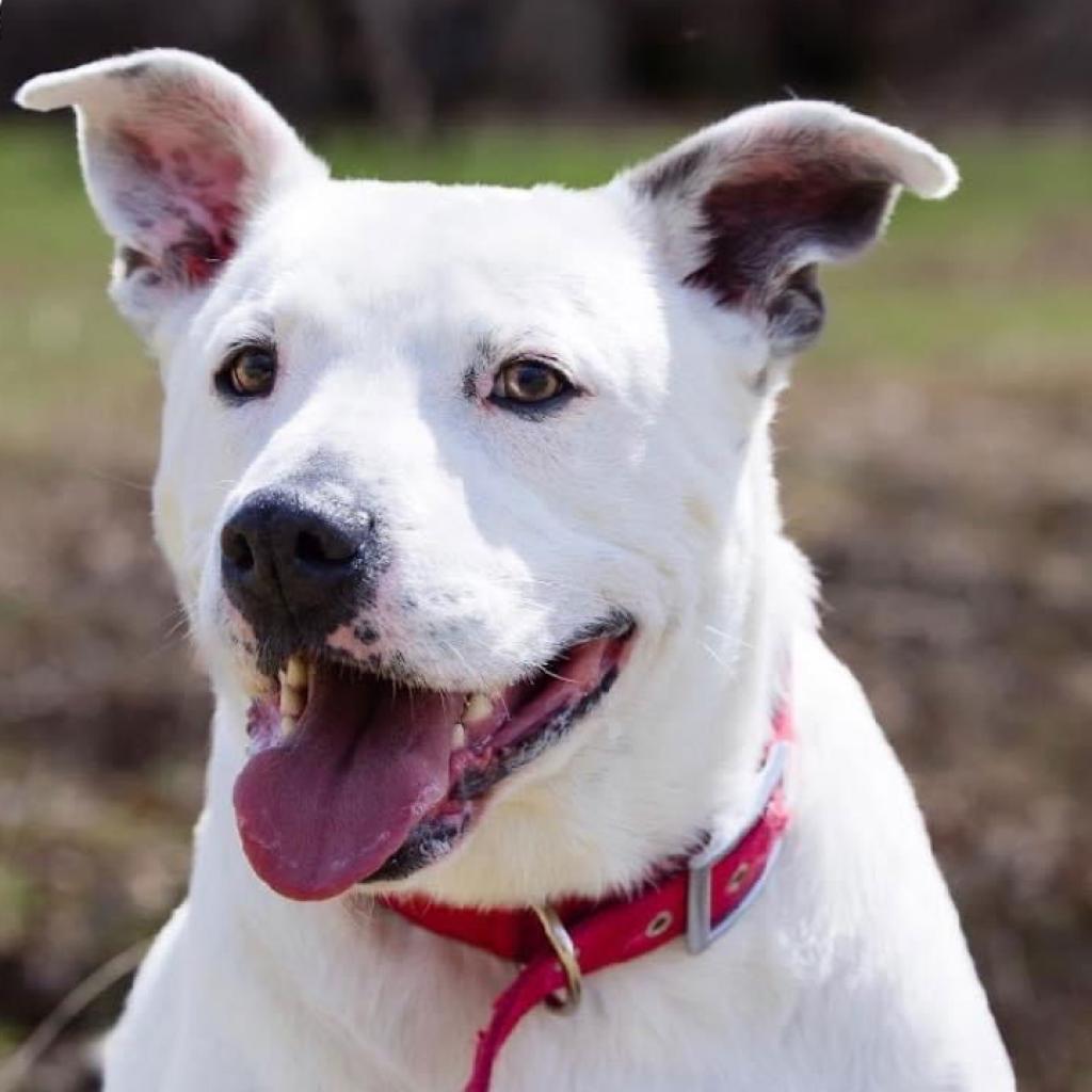 Enlarge Teddy, a Adoptable mixed breed in Weatherford, TX image 3/3