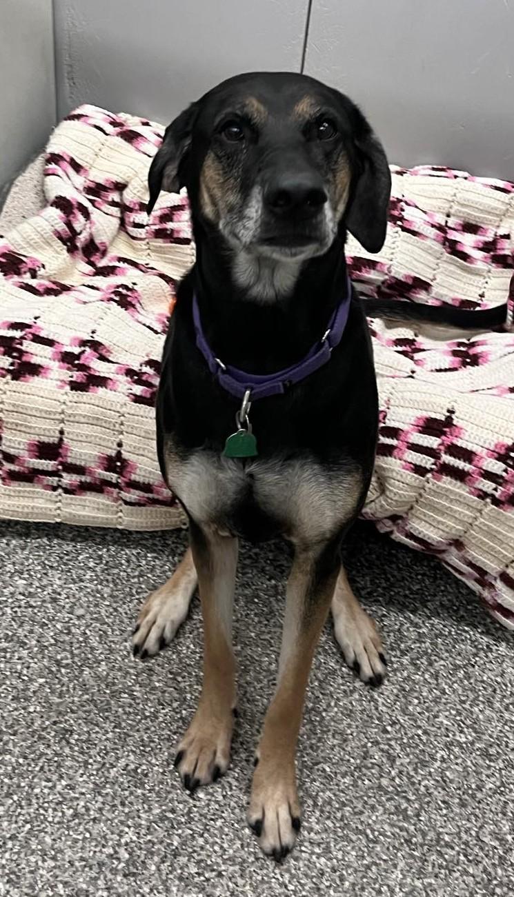 Sierra, a Adoptable mixed breed in Parma, OH image 1/2