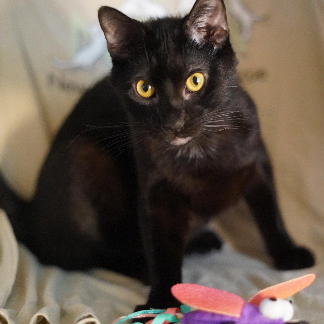 Raf, Adoptable, Adult Male Domestic Short Hair.