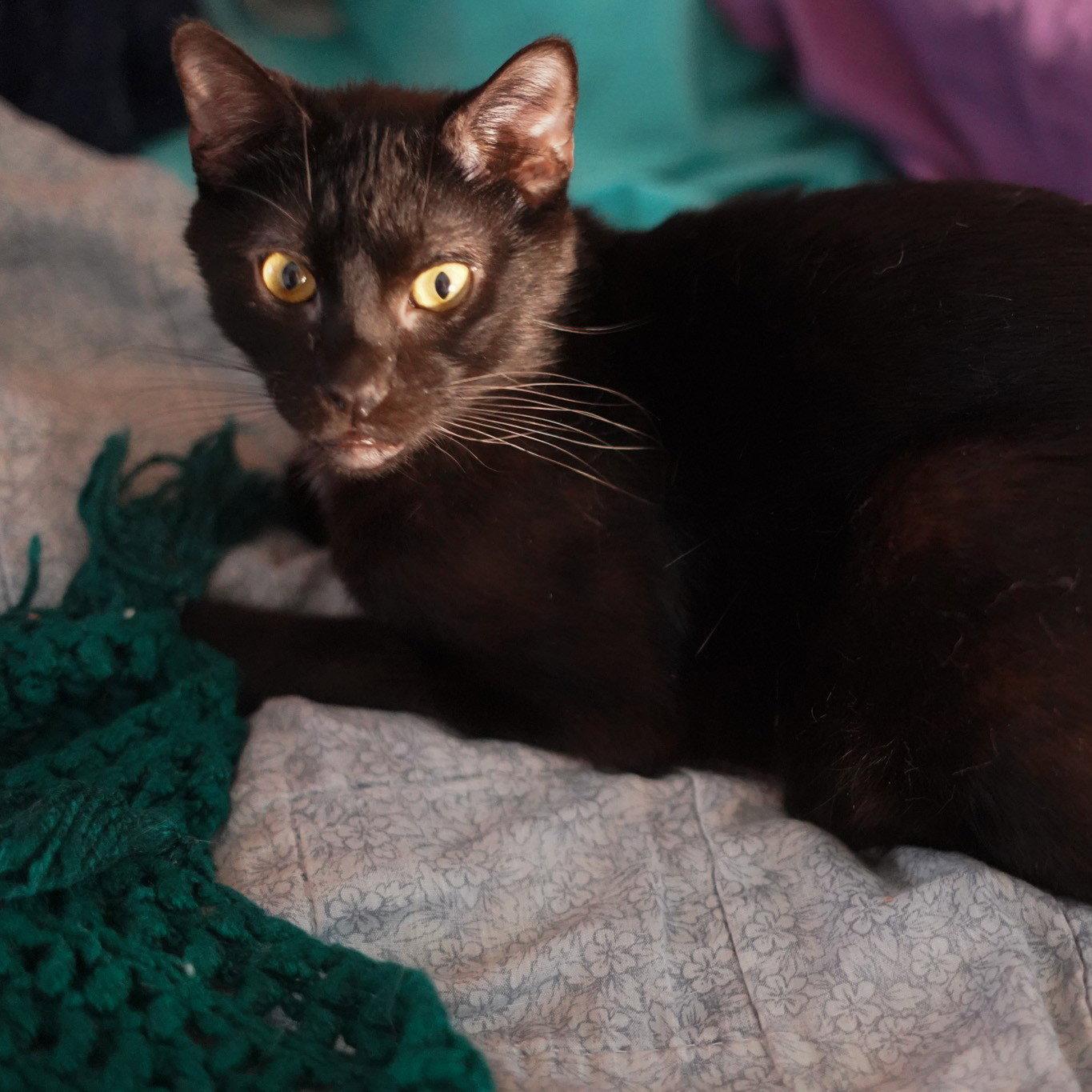 Enlarge Raf, a Adoptable Domestic Short Hair in Garland, TX image 2/3
