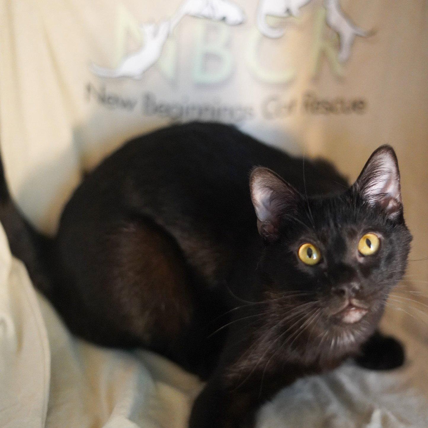 Enlarge Raf, a Adoptable Domestic Short Hair in Garland, TX image 3/3