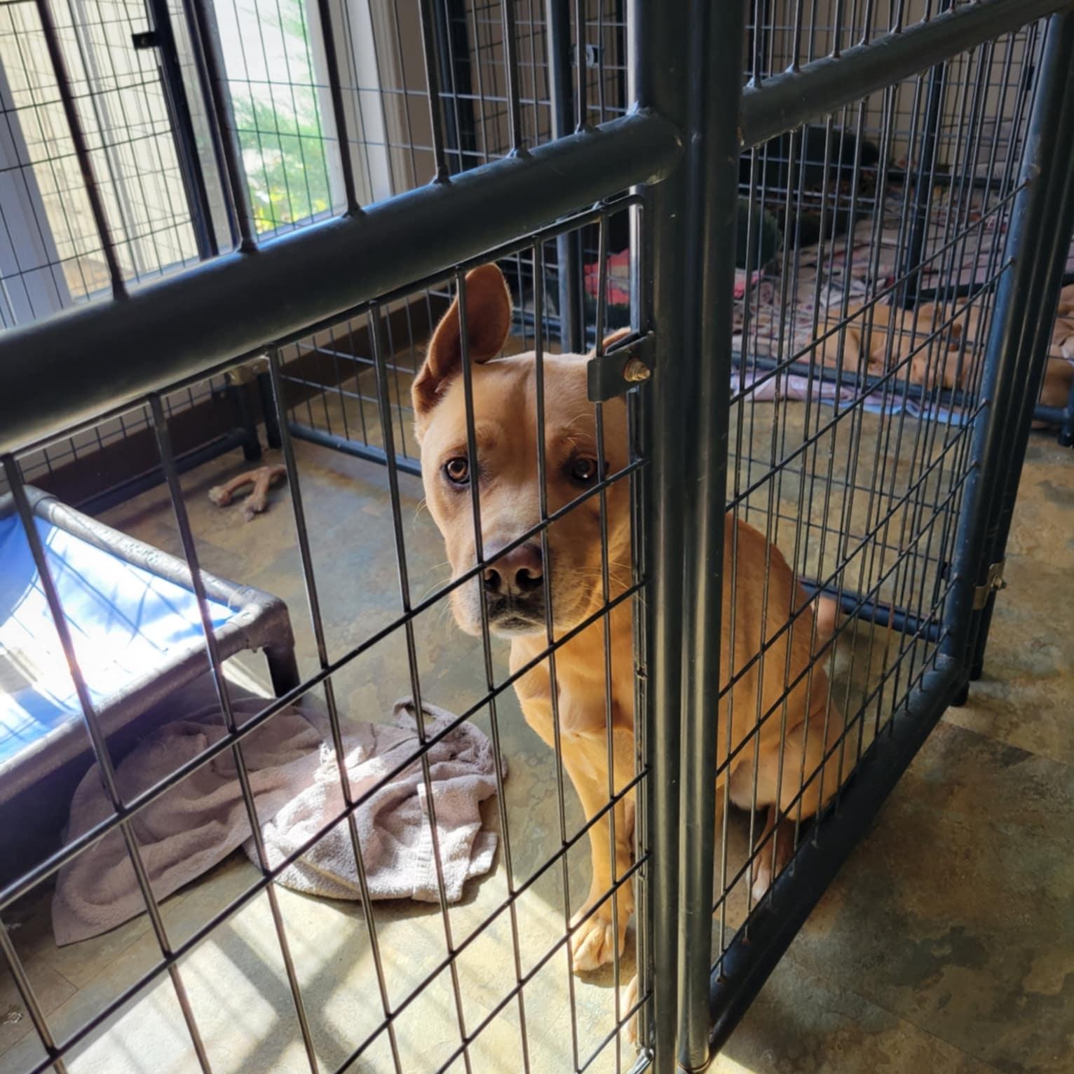 Scooby, Adult Male Retriever