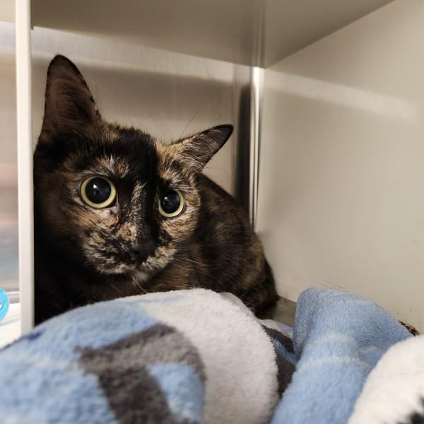 Enlarge Spirilla, a Adoptable mixed breed in Des Moines, IA image 2/2