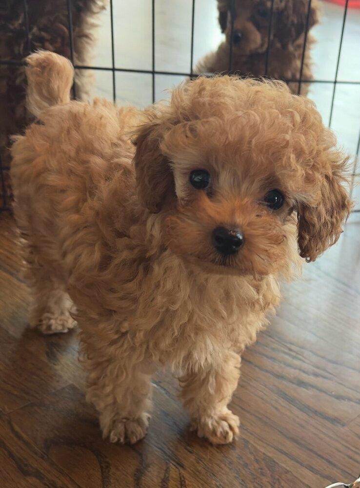 Enlarge Nugget, a Adoptable Poodle in Milton, GA image 1/1
