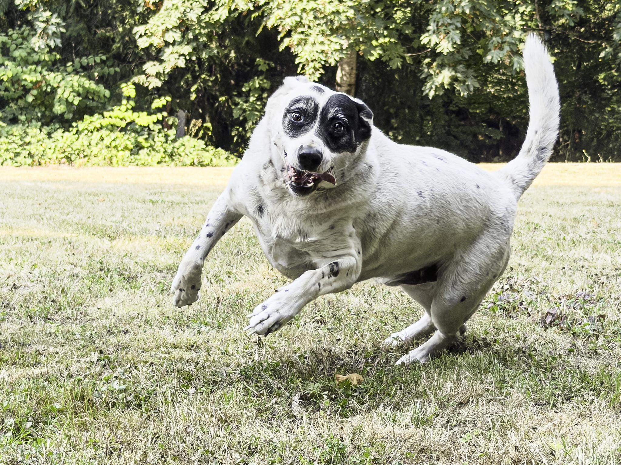 Enlarge Wilson, a ADOPTABLE mixed breed in Snoqualmie, WA image 2/3