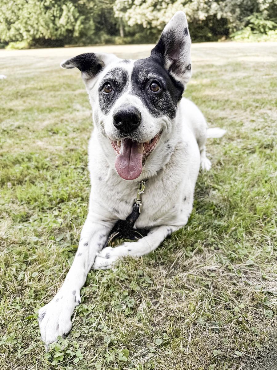 Wilson, ADOPTABLE, Senior Male Australian Cattle Dog / Blue Heeler & Cattle Dog.