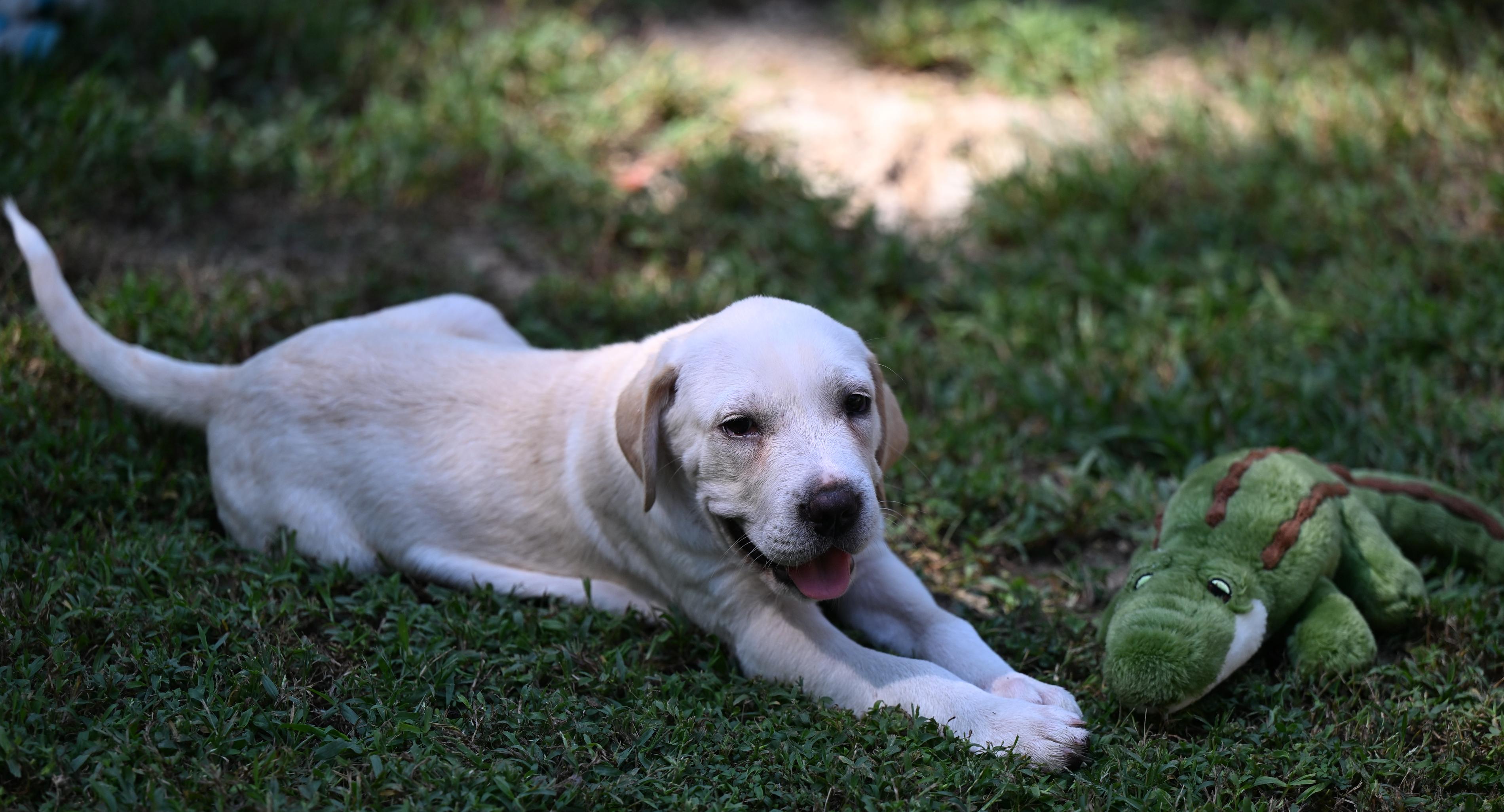 Enlarge Dominic, a Adopted mixed breed in North Dartmouth, MA image 4/5