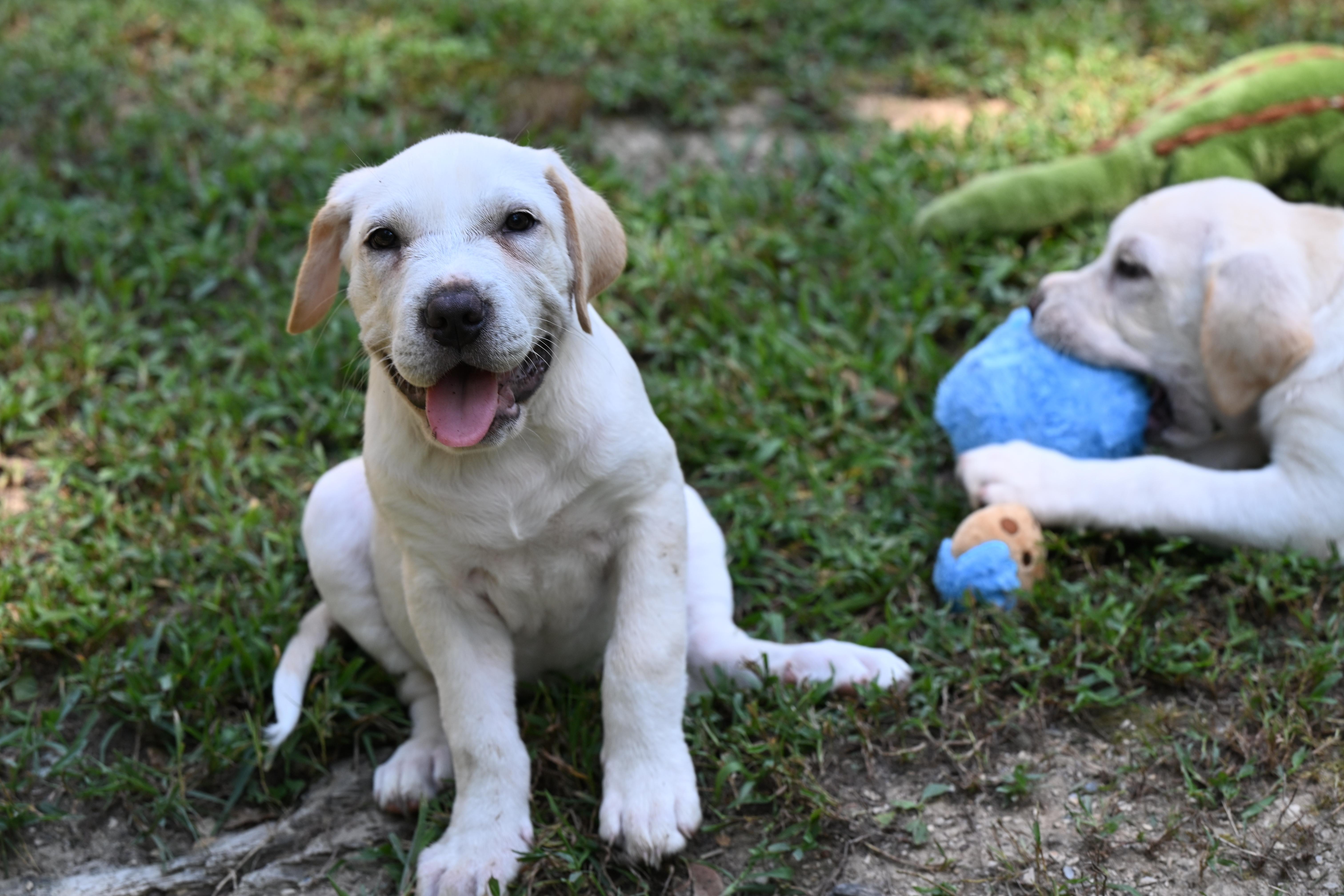 Enlarge Dominic, a Adopted mixed breed in North Dartmouth, MA image 2/5