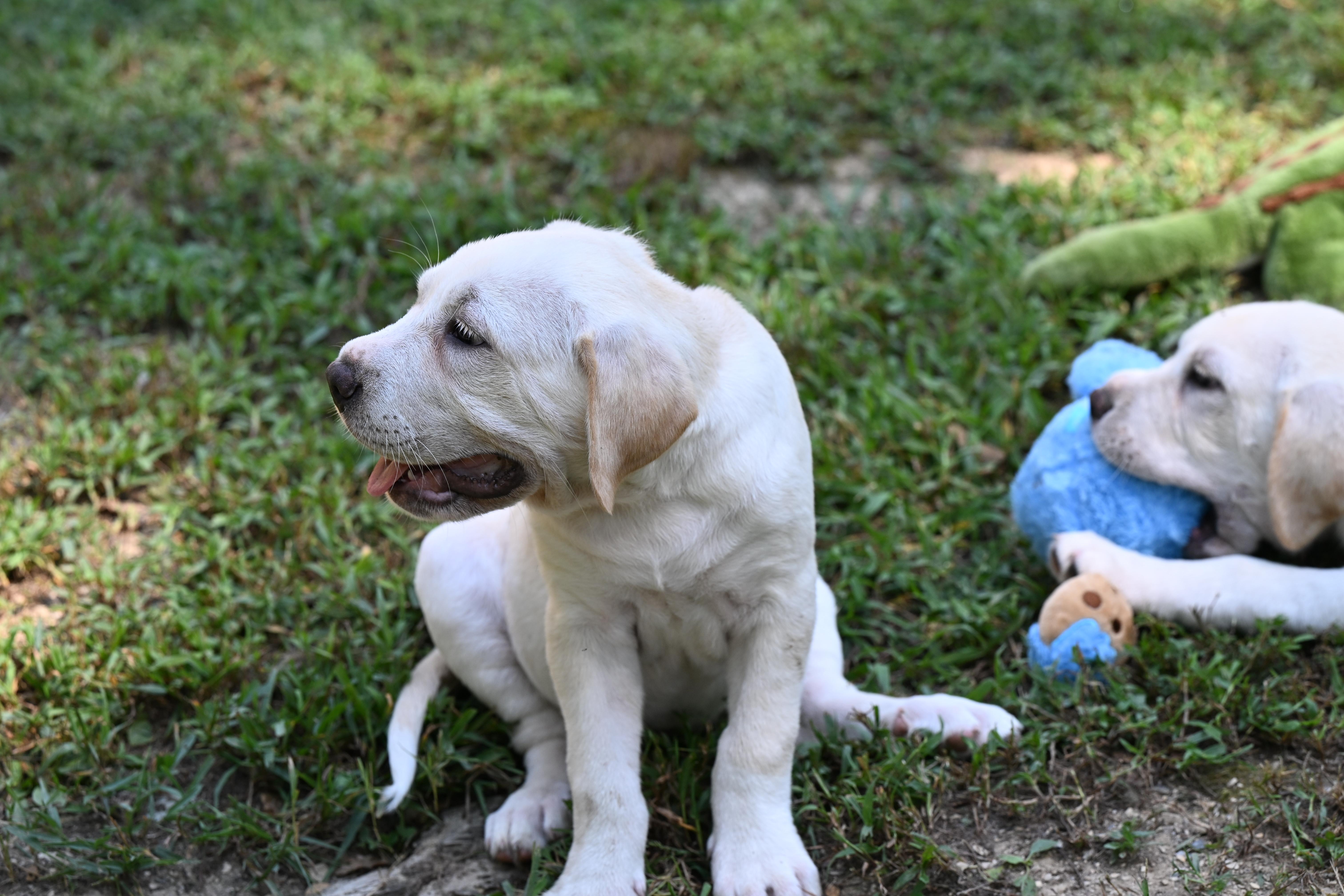 Enlarge Dominic, a Adopted mixed breed in North Dartmouth, MA image 3/5