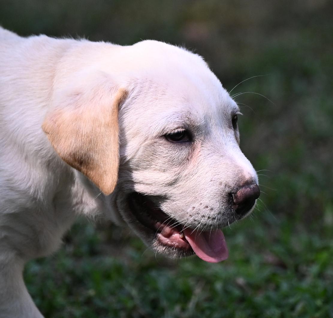 Enlarge Dominic, a Adopted mixed breed in North Dartmouth, MA image 5/5