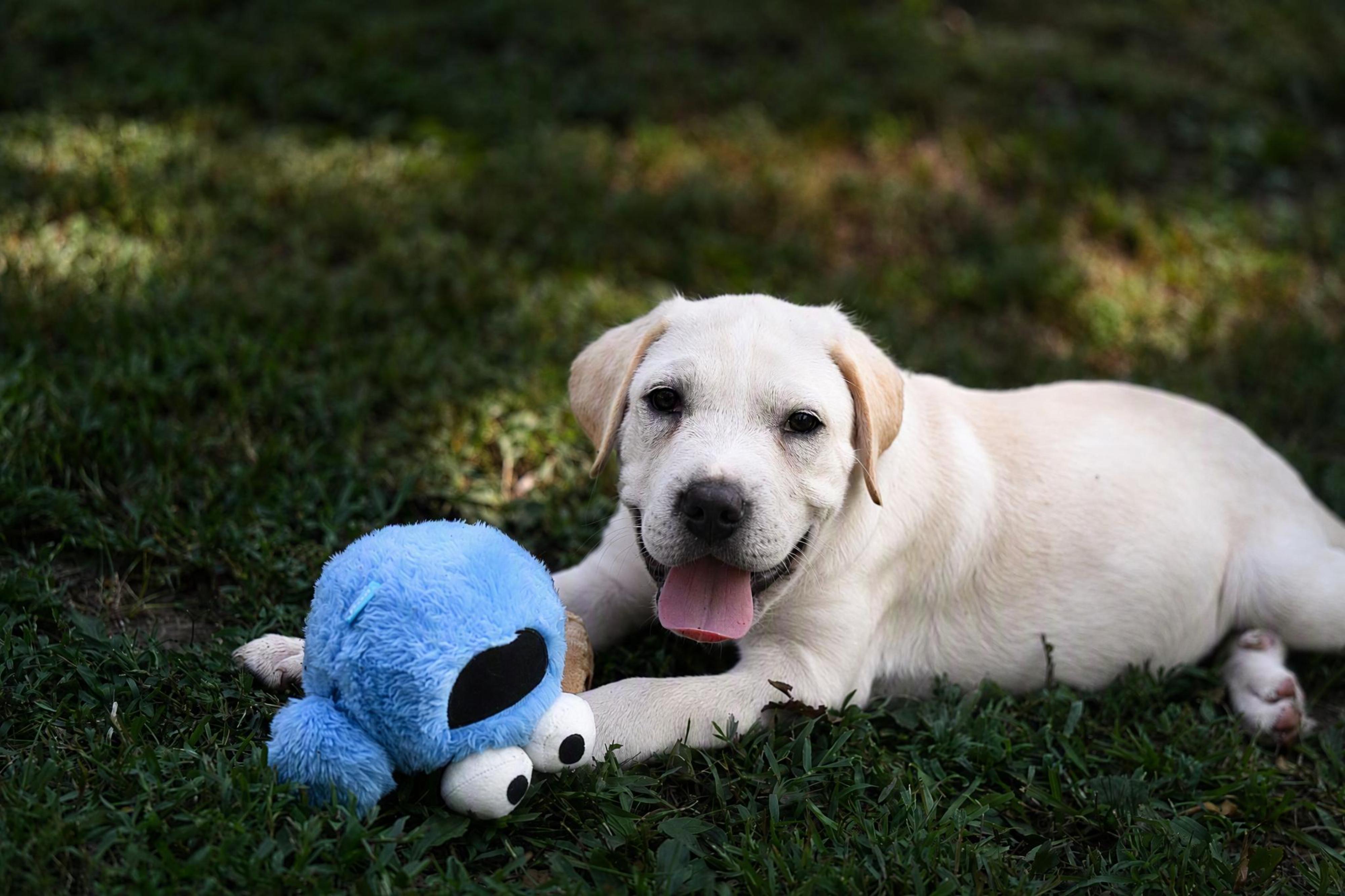 Enlarge Dominic, a Adopted mixed breed in North Dartmouth, MA image 1/5