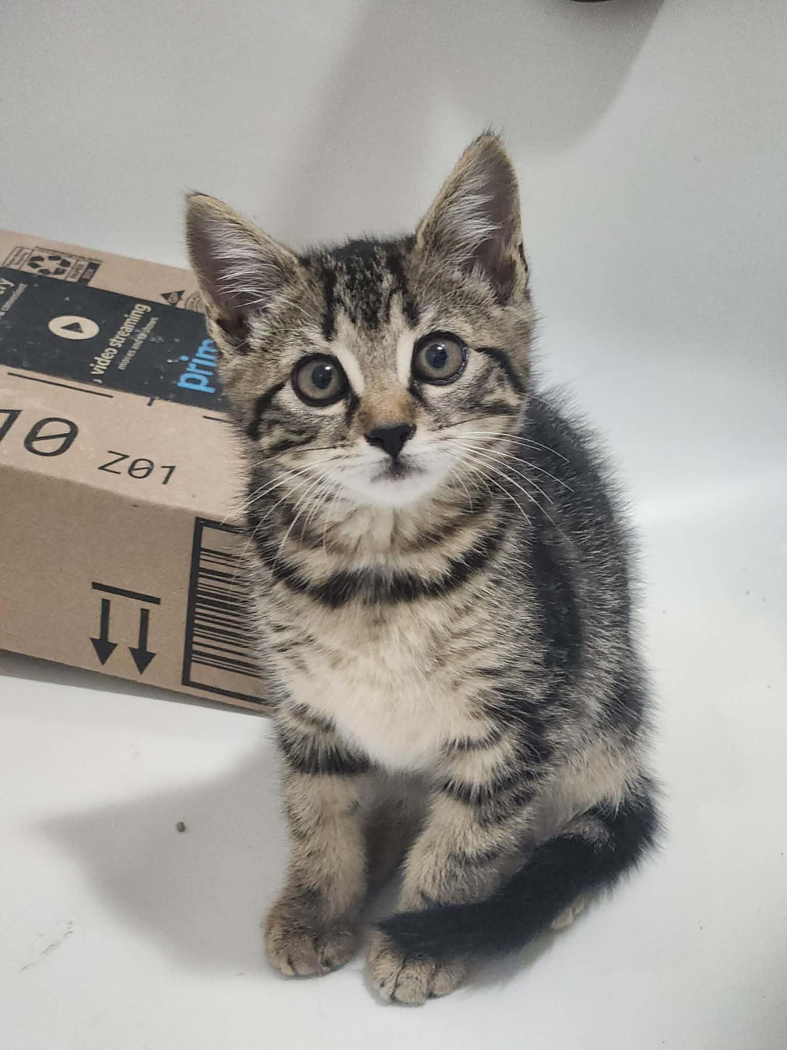 Morgan, a Adoptable Domestic Short Hair in Charlotte, NC image 2/4