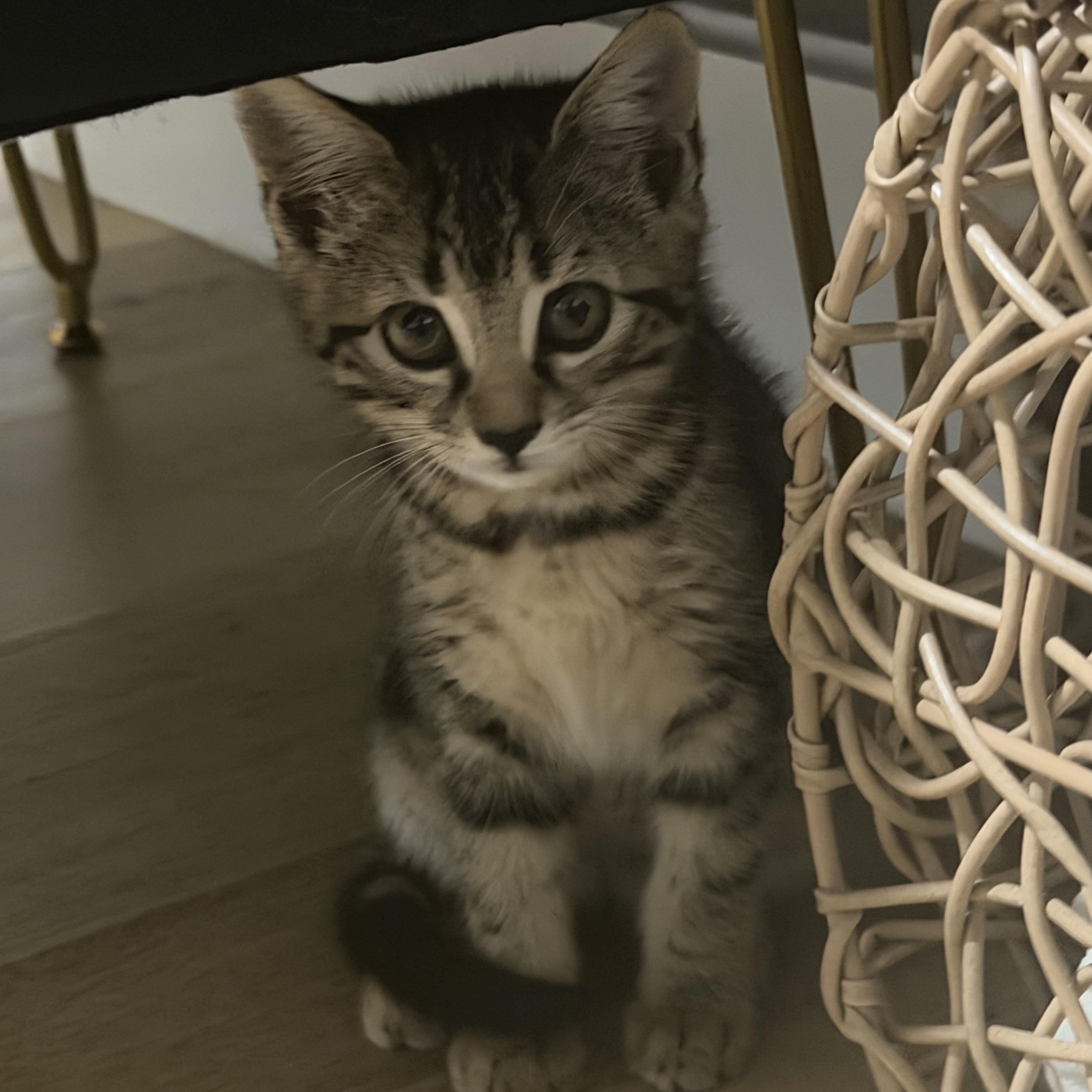 Morgan, Adoptable, Kitten Female Domestic Short Hair.