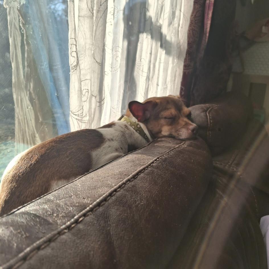 Steeler — thumbnail 2