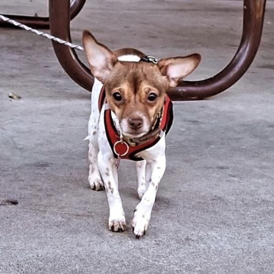 Steeler — thumbnail 3