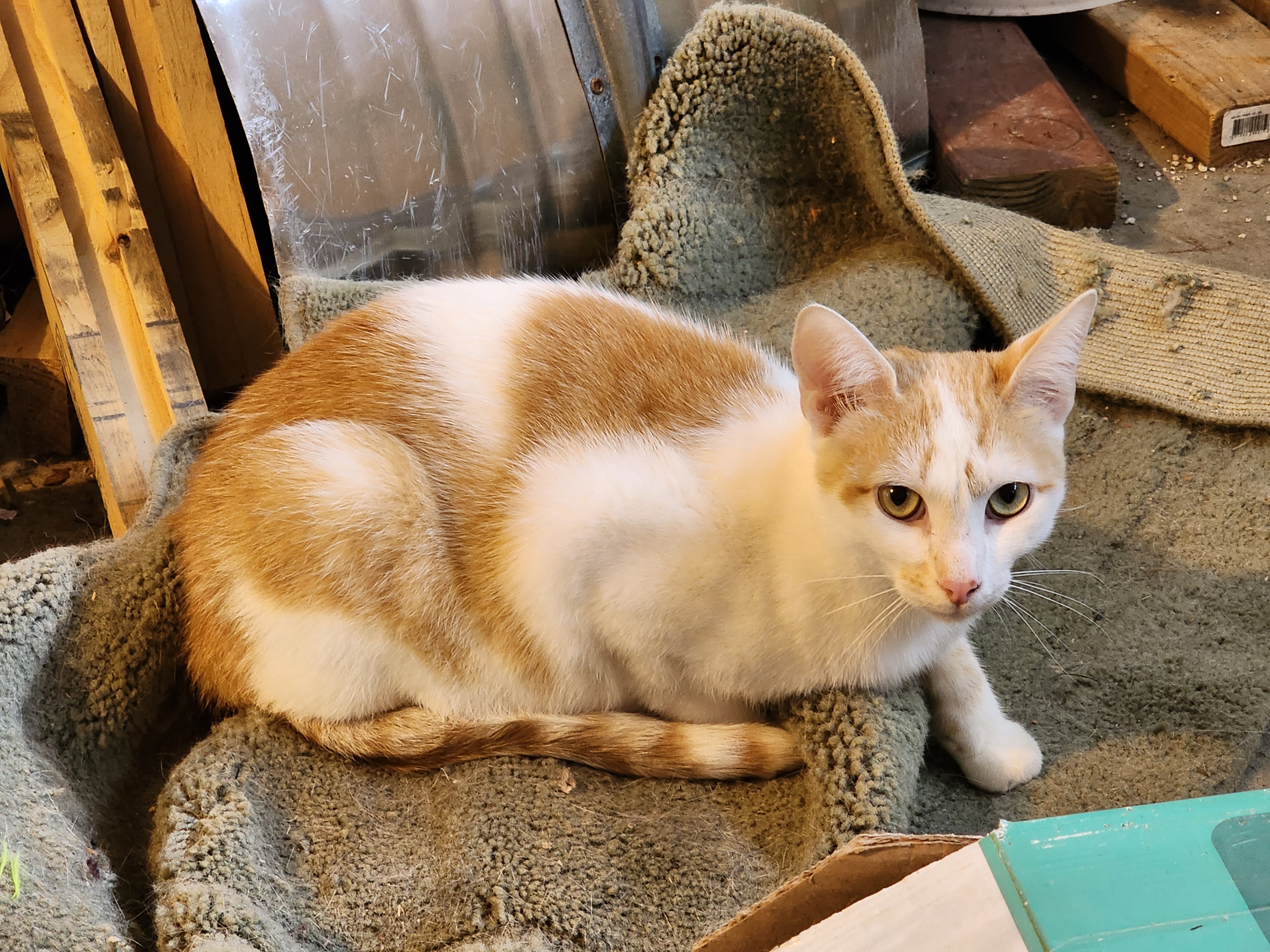 Toby, Adoptable, Young Male Domestic Short Hair.