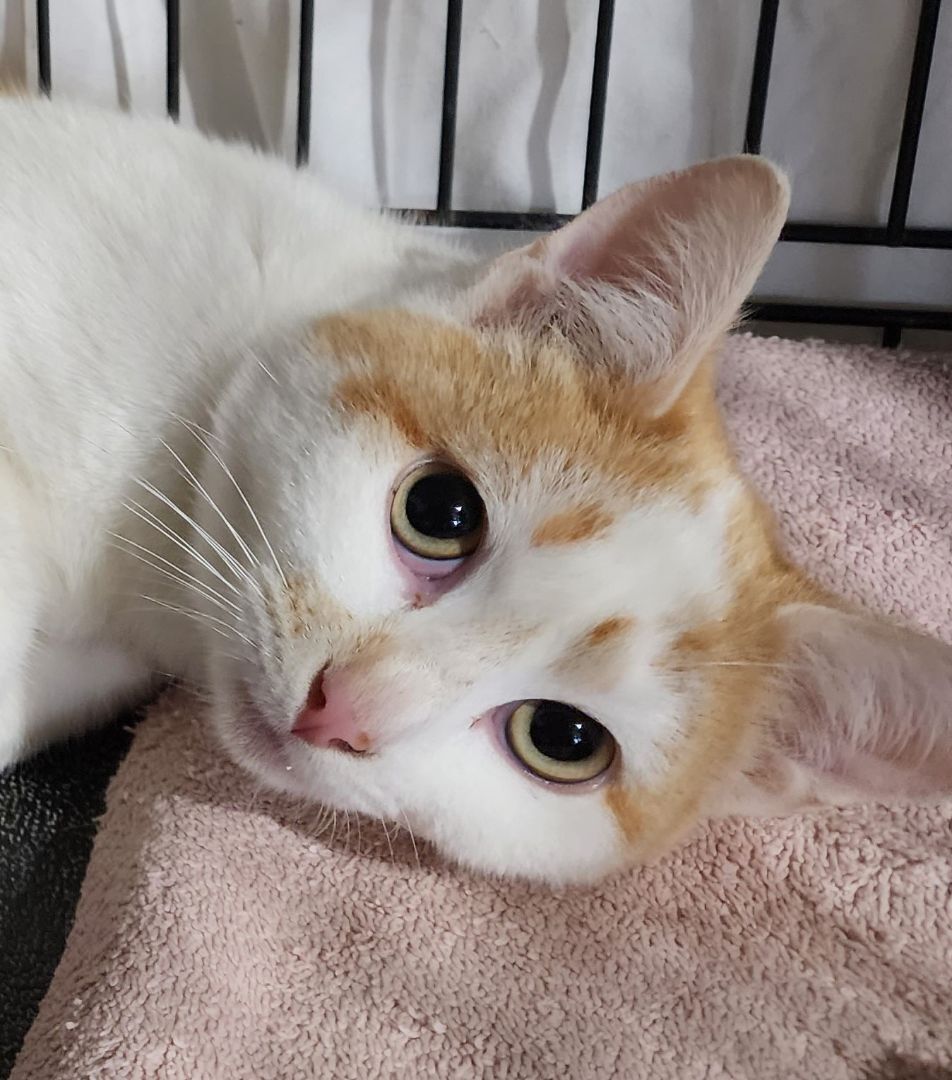 Enlarge Toby, a Adoptable Domestic Short Hair in Washingtonville, NY image 2/3