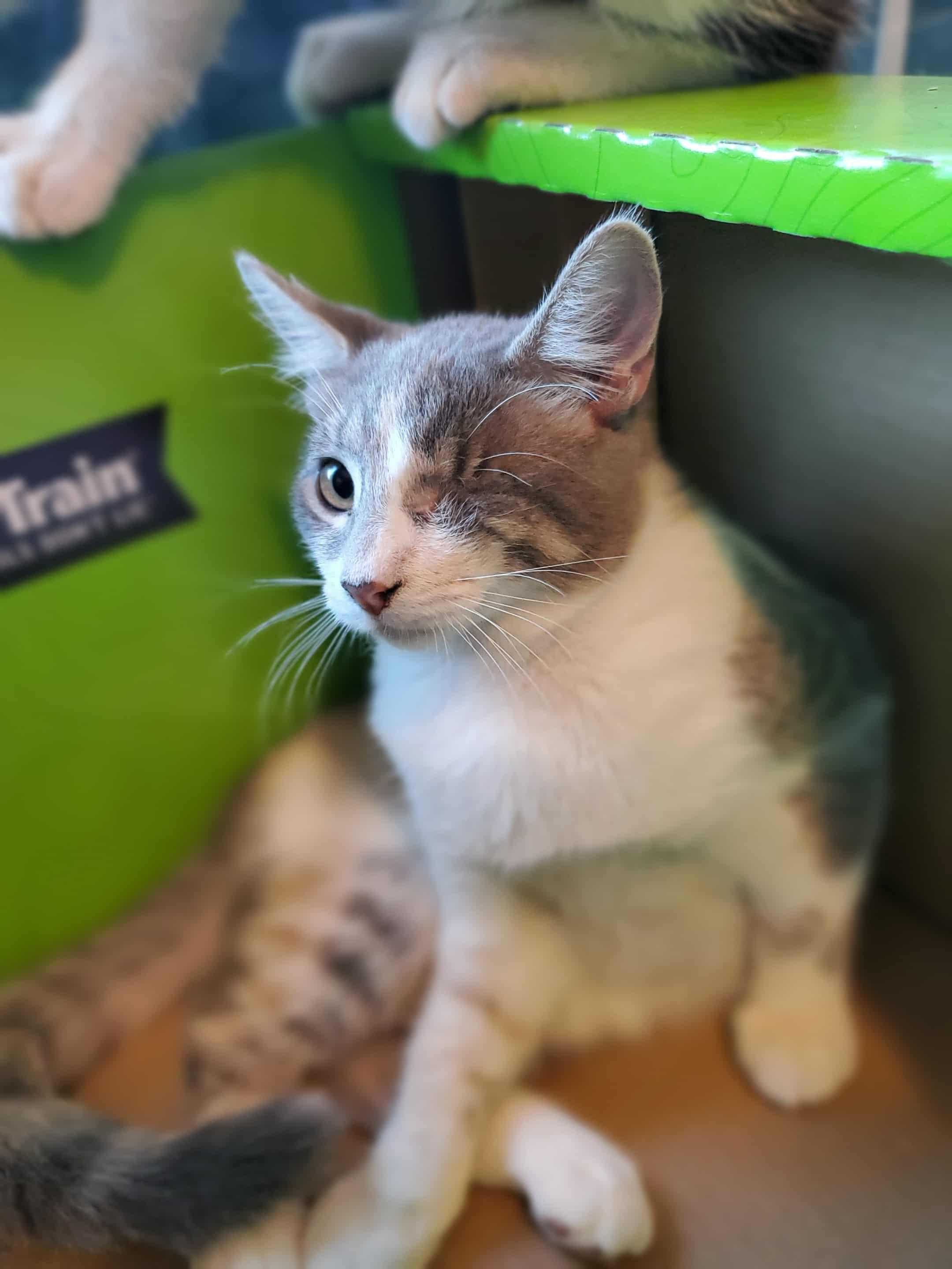 Enlarge Mabel, a Adoptable Dilute Calico in Fresno, CA image 3/3