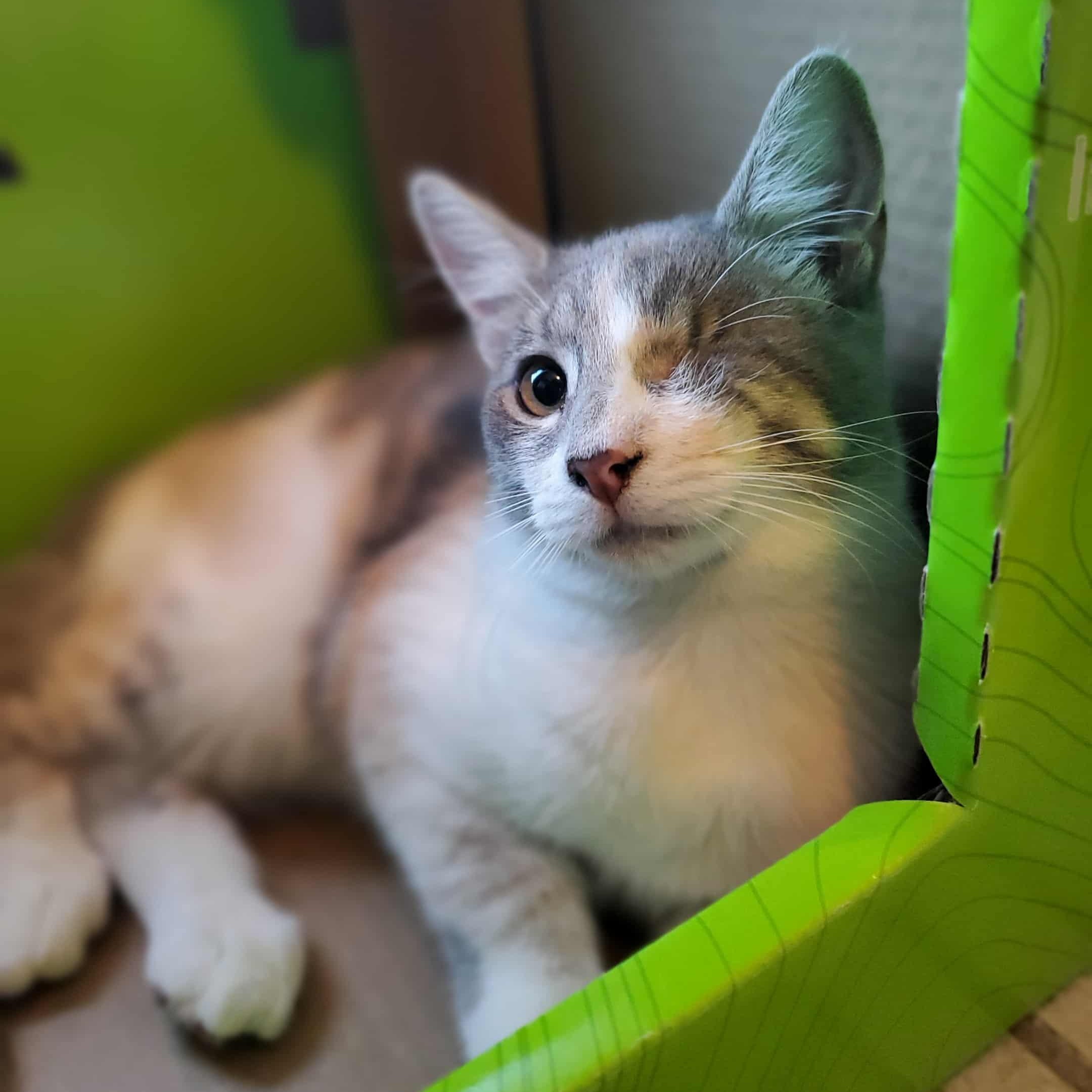 Enlarge Mabel, a Adoptable Dilute Calico in Fresno, CA image 1/3