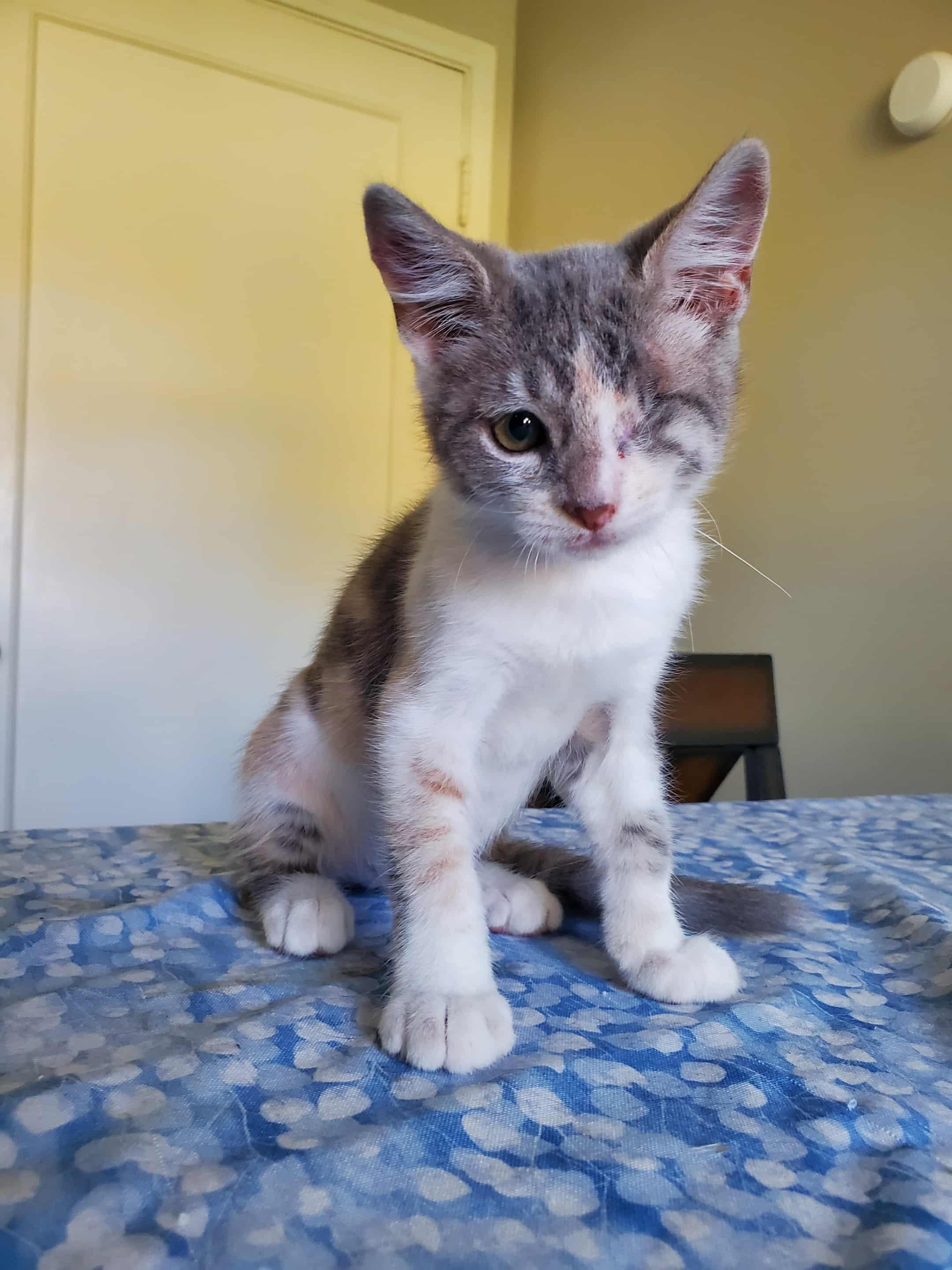 Enlarge Mabel, a Adoptable Dilute Calico in Fresno, CA image 2/3