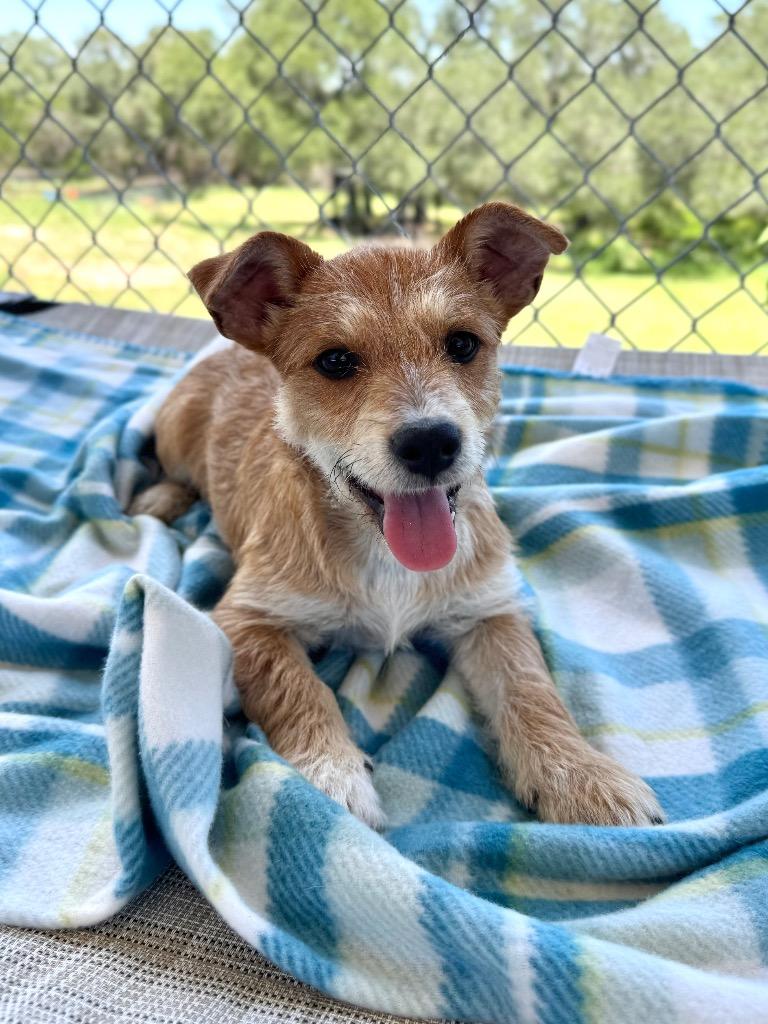 Enlarge Hazelnut, a Adoptable Wirehaired Terrier in Canyon Lake, TX image 1/1
