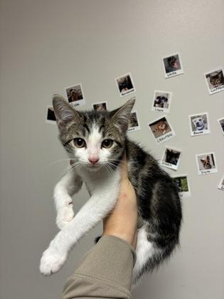 Newt, ADOPTABLE, Young Male Domestic Short Hair.