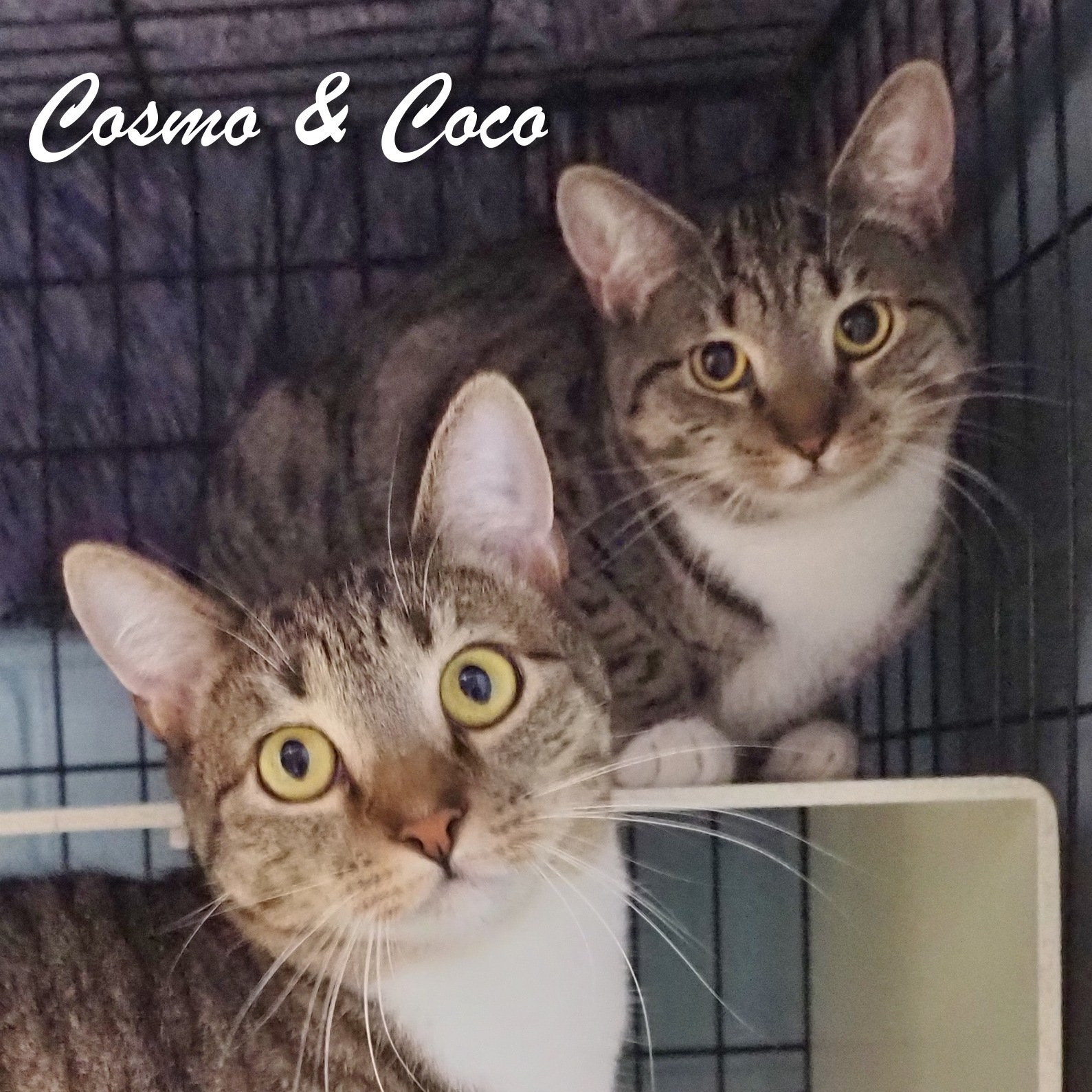 Cosmo & Coco