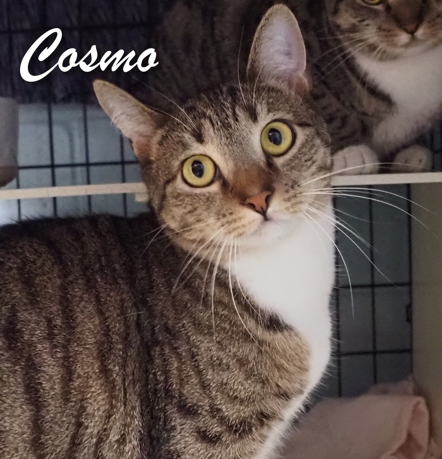 Cosmo & Coco